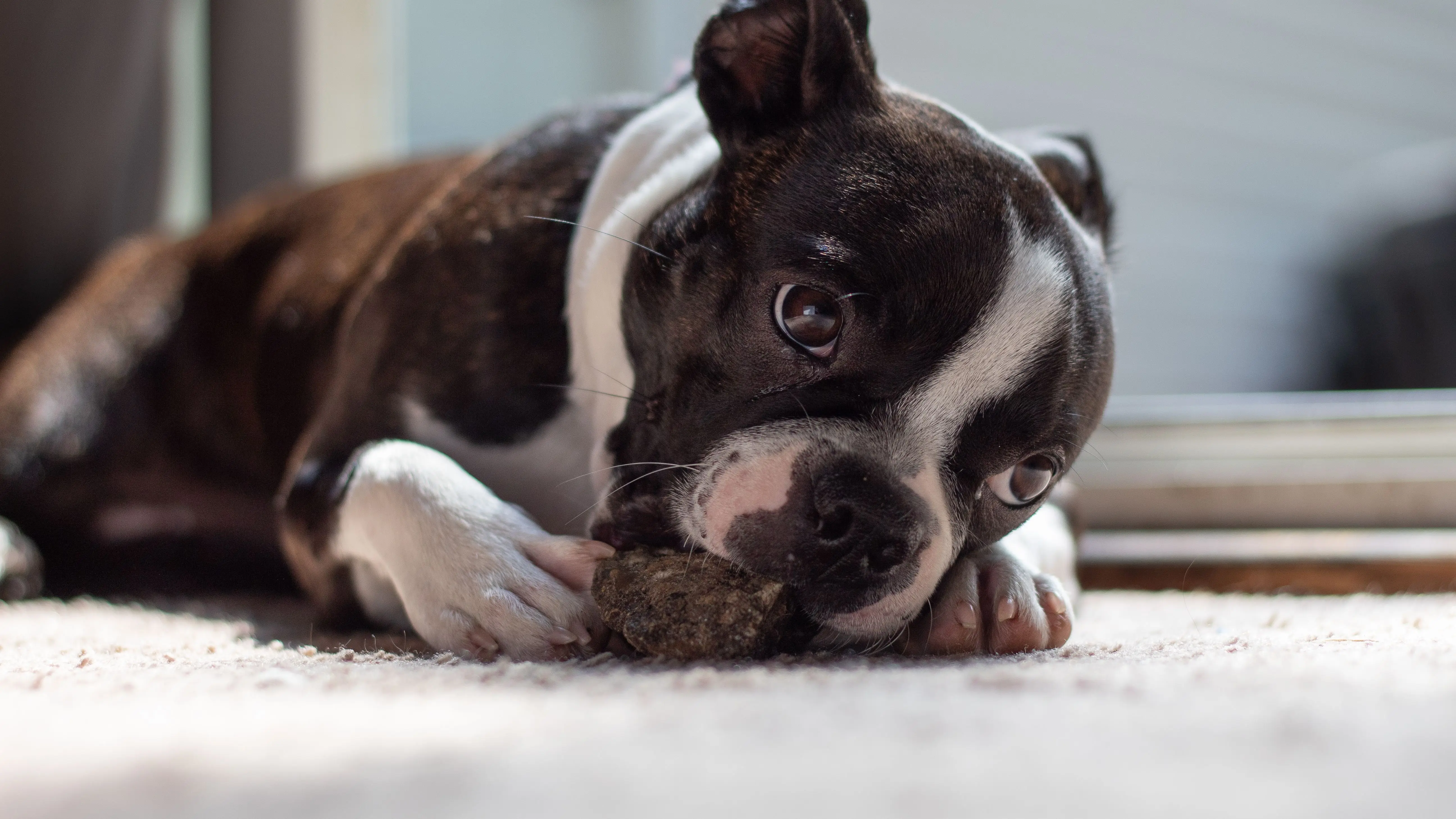 rat vs mouse poop Close-up of a cute Boston Terrier puppy indoors, playing with a chew toy on the carpet.