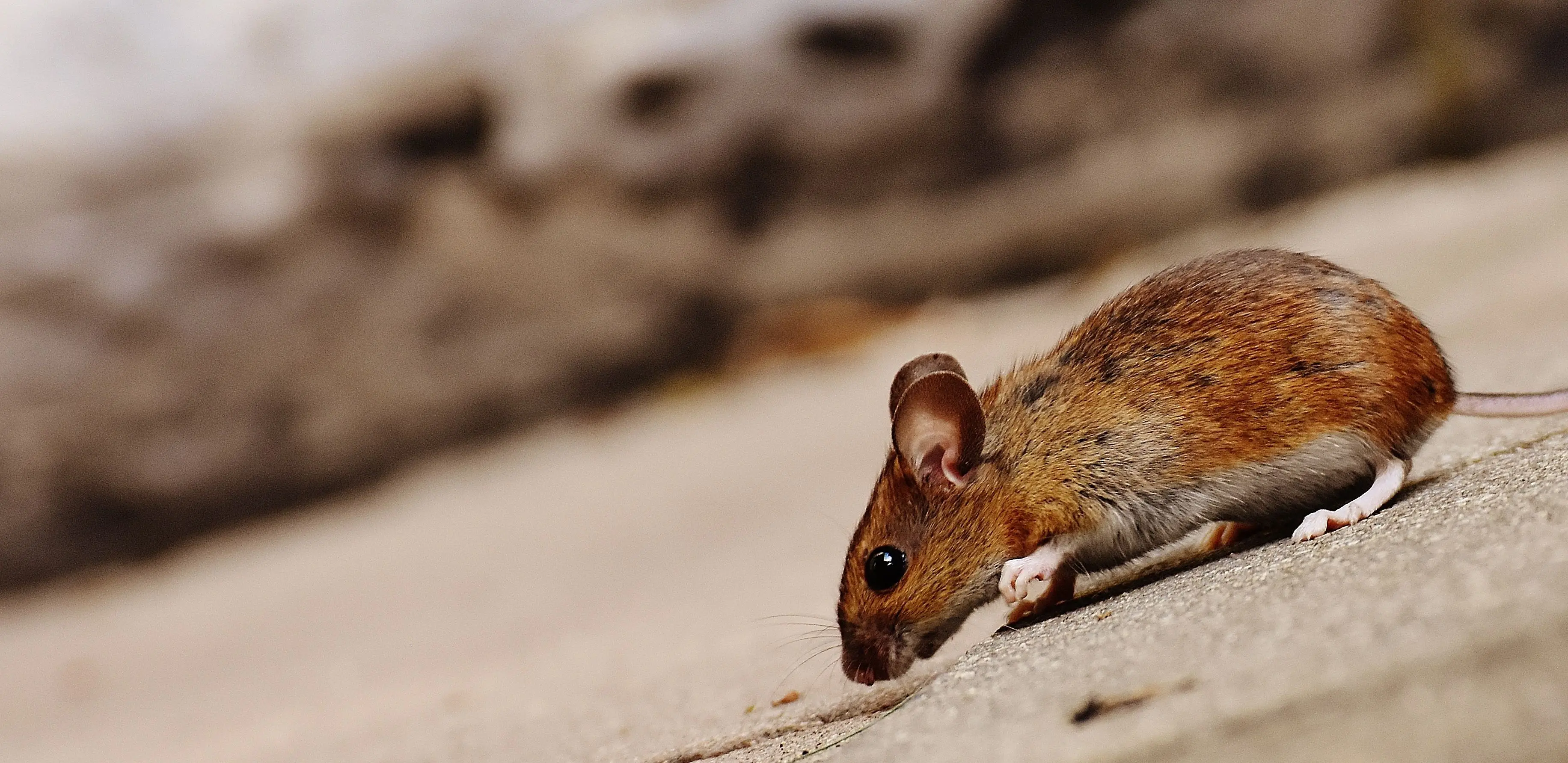 rat vs mouse poop High-quality close-up image of a brown rodent, showcasing its texture and environment.