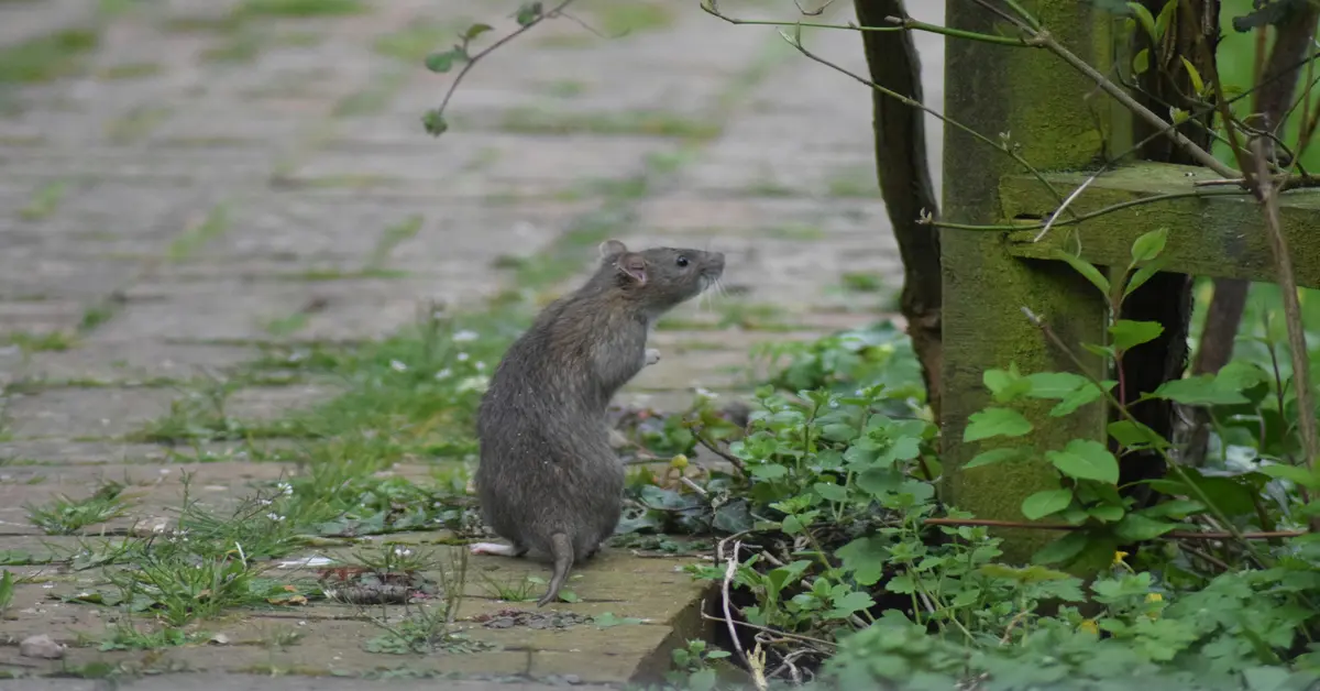 rat vs mouse poop