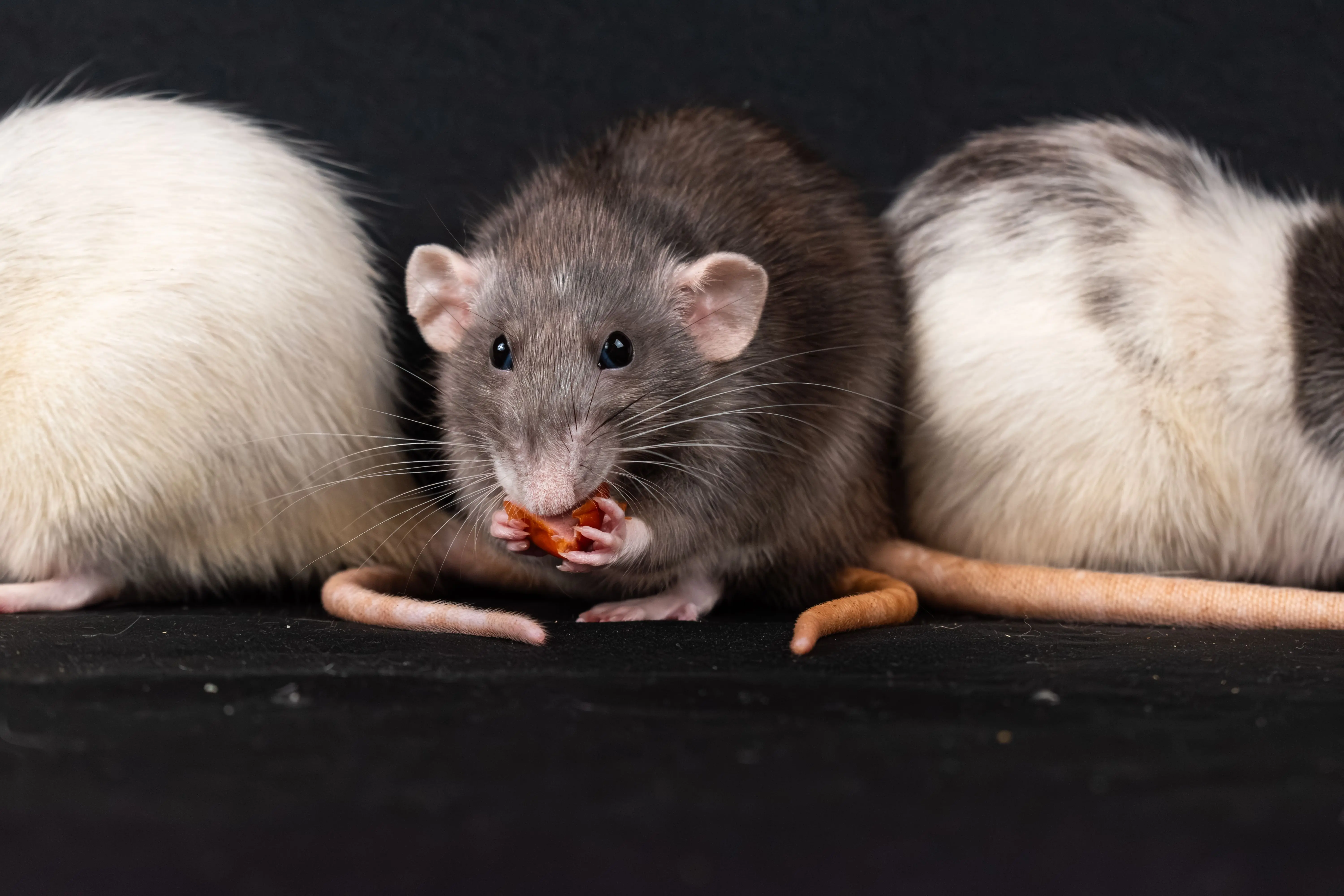 rat vs mouse poop Three domestic rats, including a gray rat, enjoying a snack in a close-up shot.