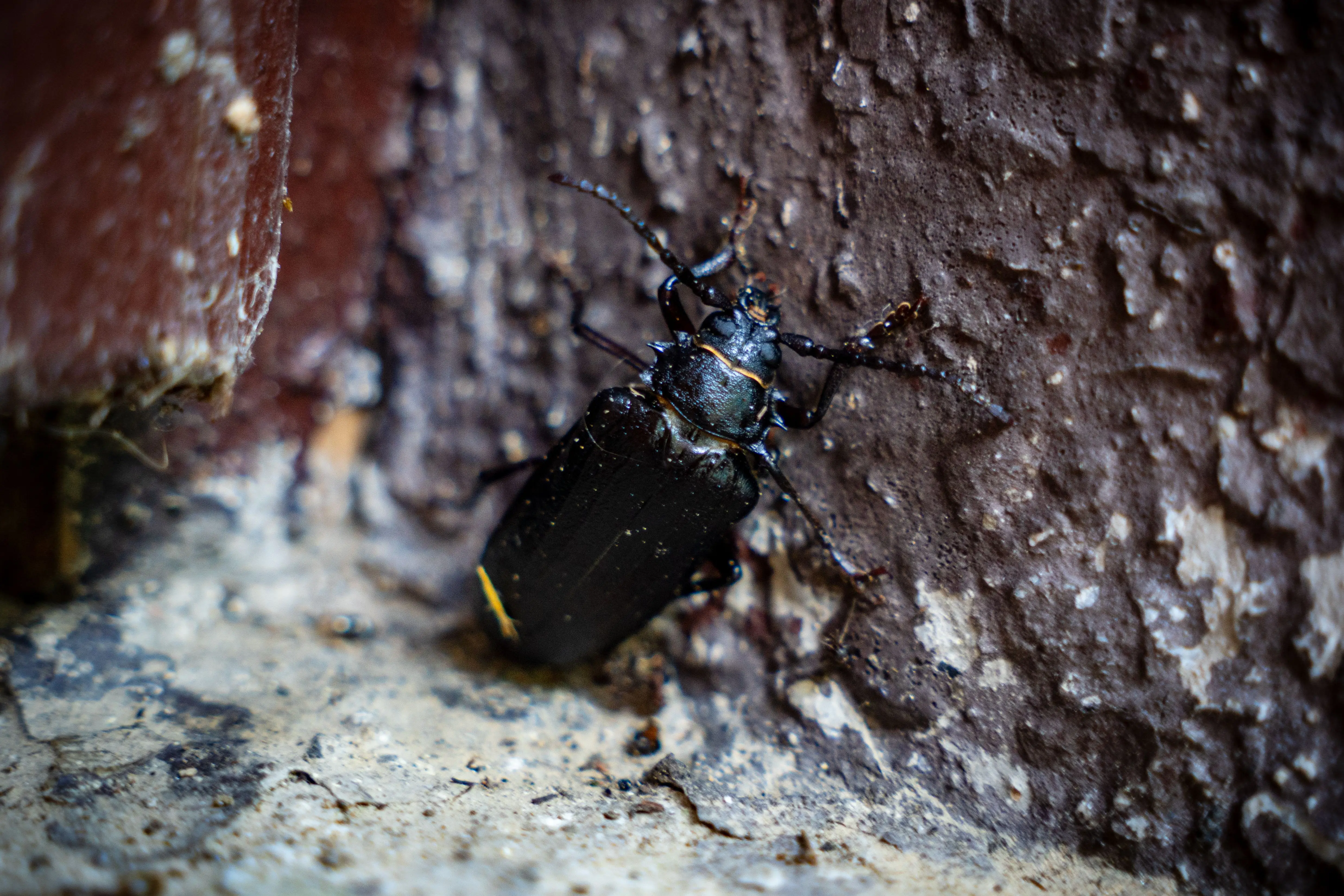small black beetle Detailed macro shot of a black beetle on textured tree bark in natural setting.