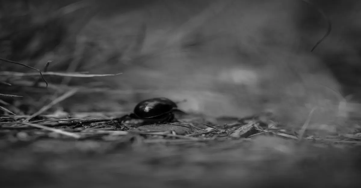 small black beetle