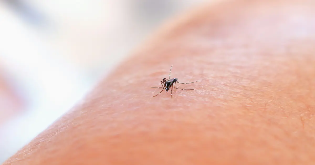 spider bite vs mosquito