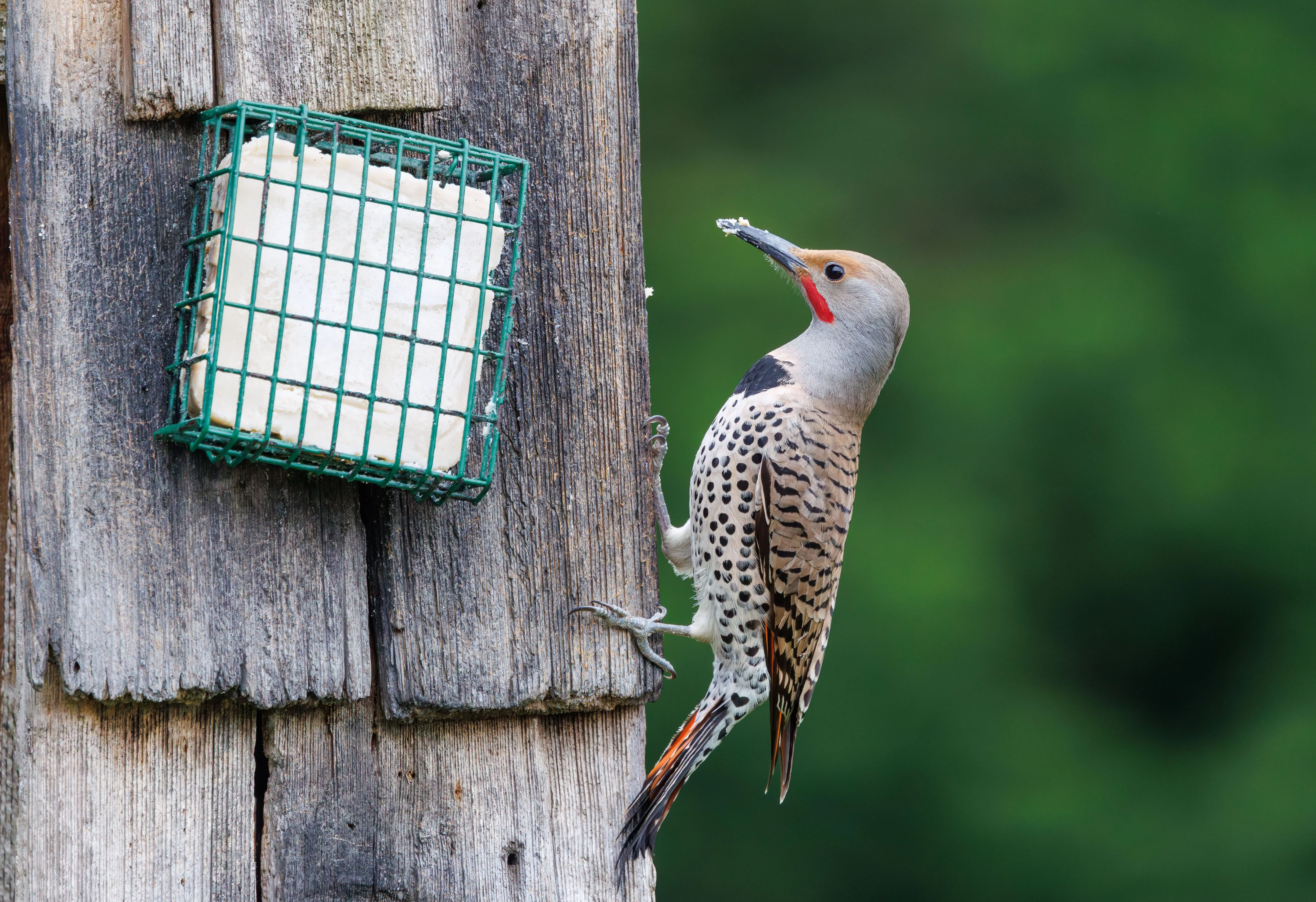 suet cakes for birds Northern Flicker woodpecker clinging to wooden suet feeder.