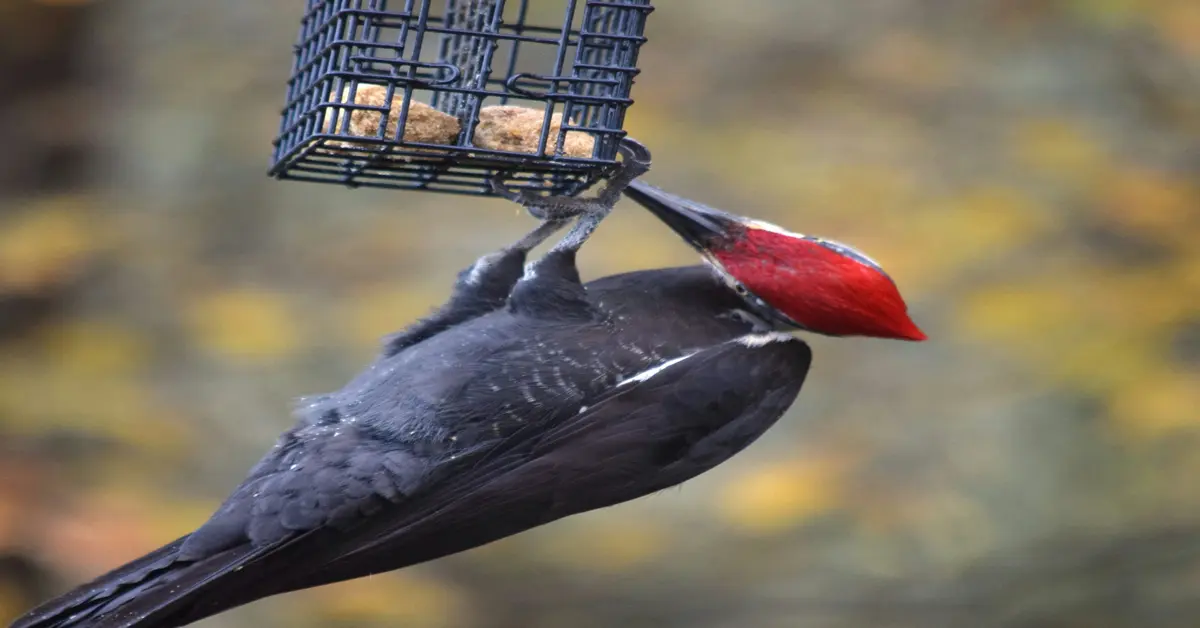 suet cakes for birds