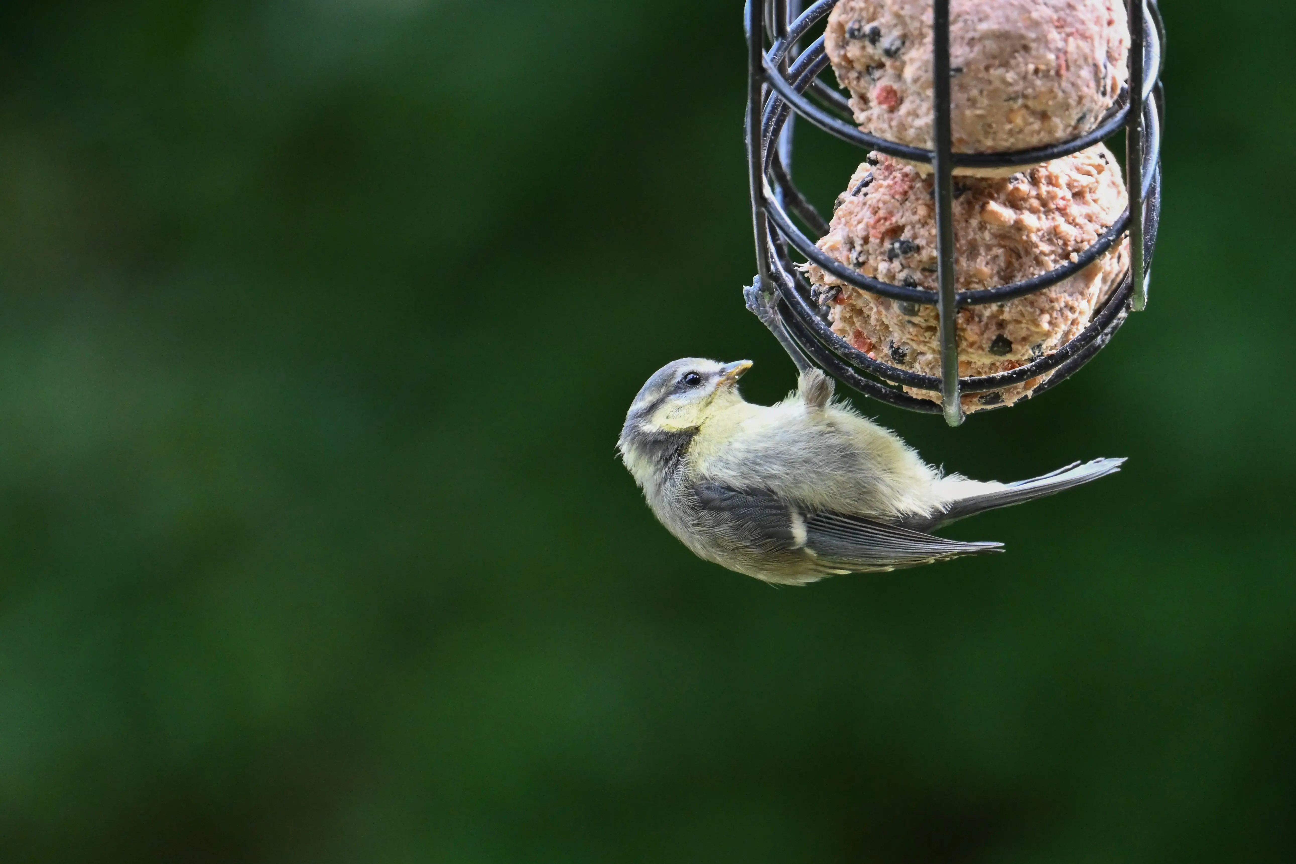 suet cakes for birds Close-up of a blue tit feeding on suet balls in a garden setting, showcasing wildlife behavior.