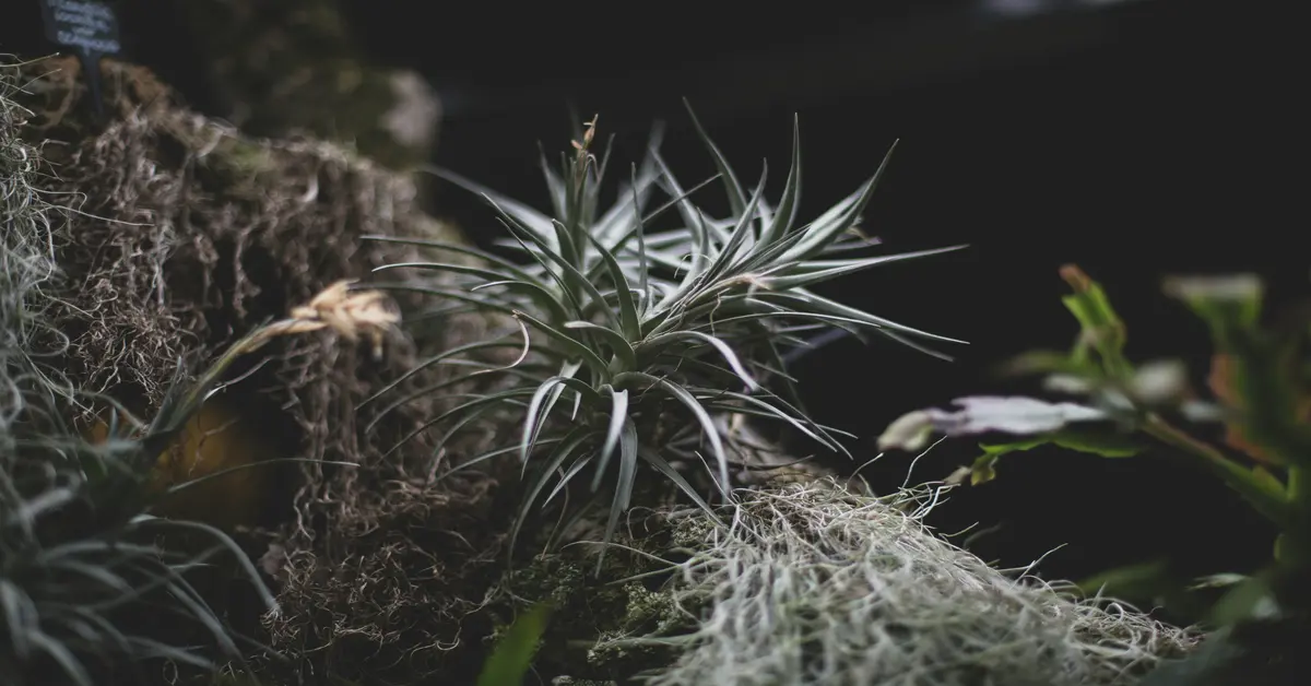 tillandsia air plants