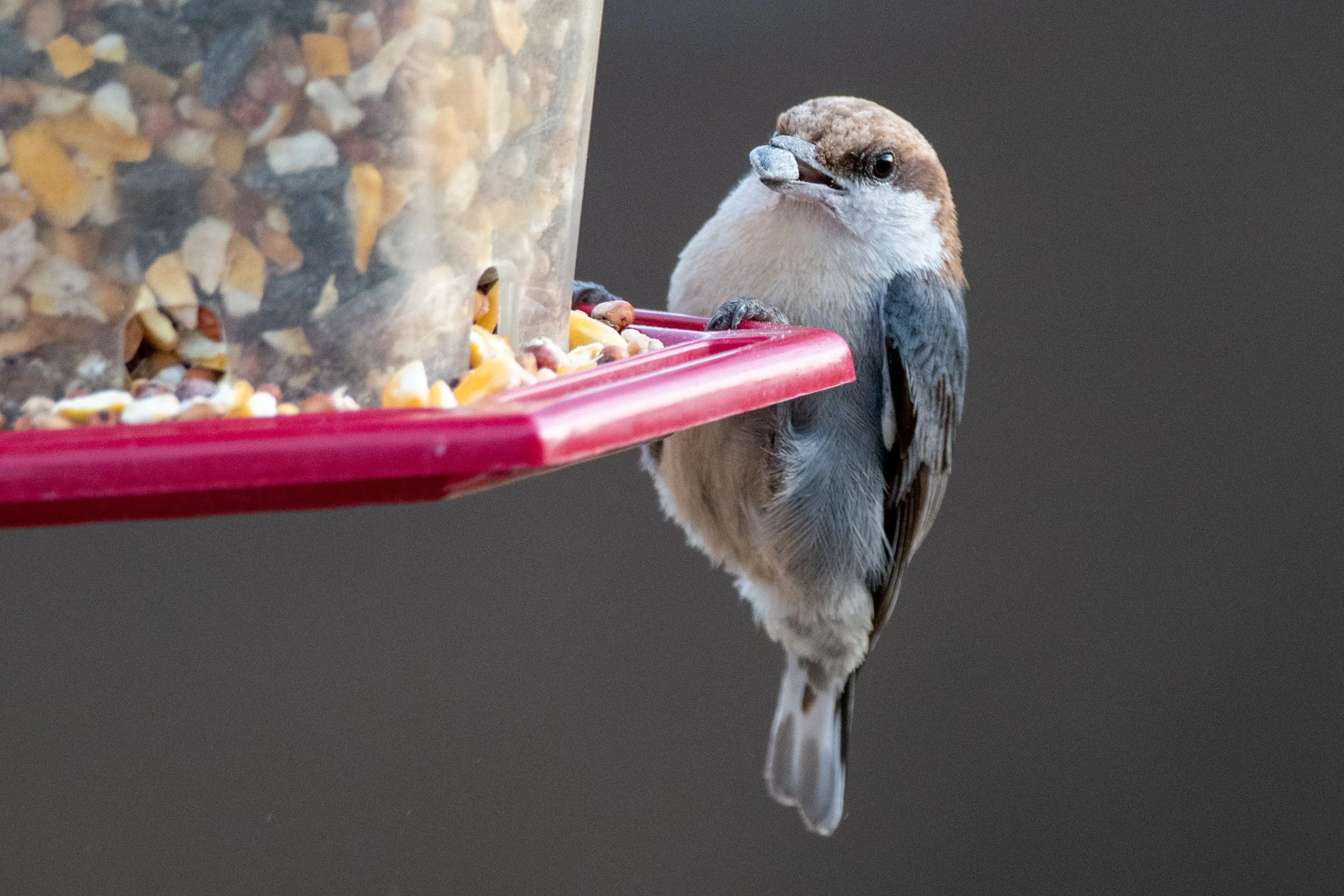 suet cakes for birds Close-up of a sparrow perched on a feeder enjoying seeds indoors during winter.