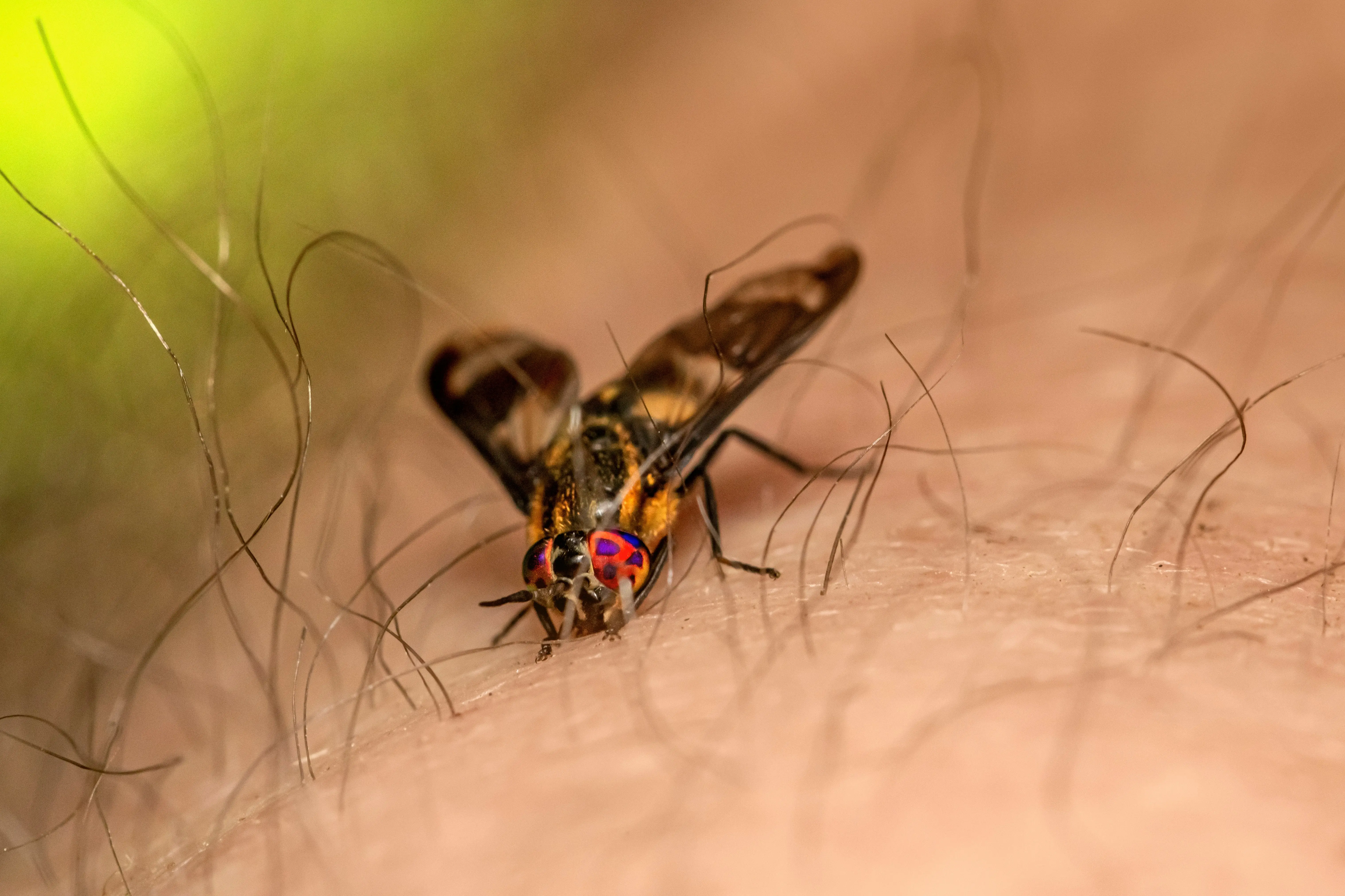 What Scent Do Flies Hate ? 7 Amazing Fly Repellents