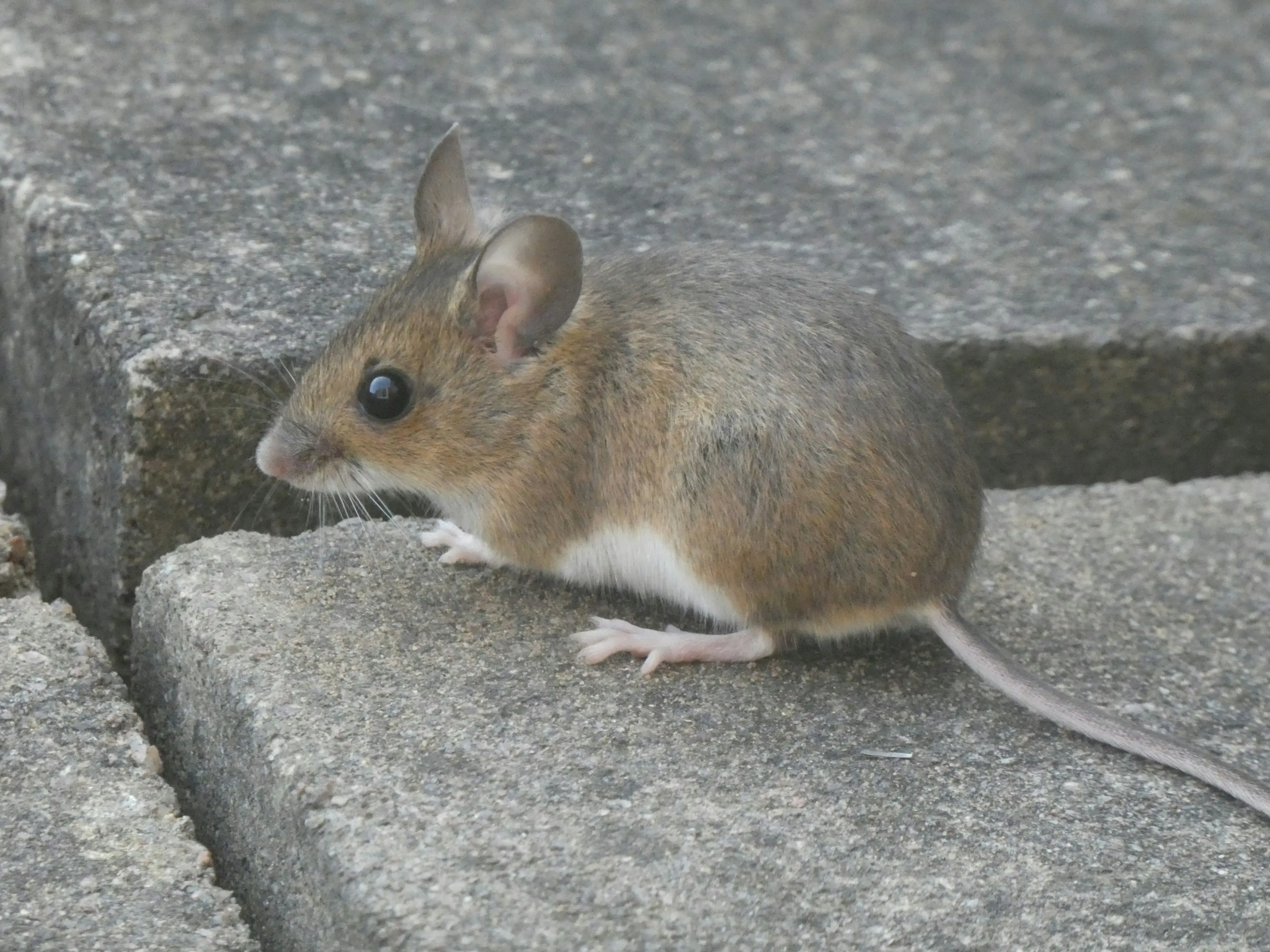 Mouse in Wall ? 5 Genius Ways to Evict Pests !