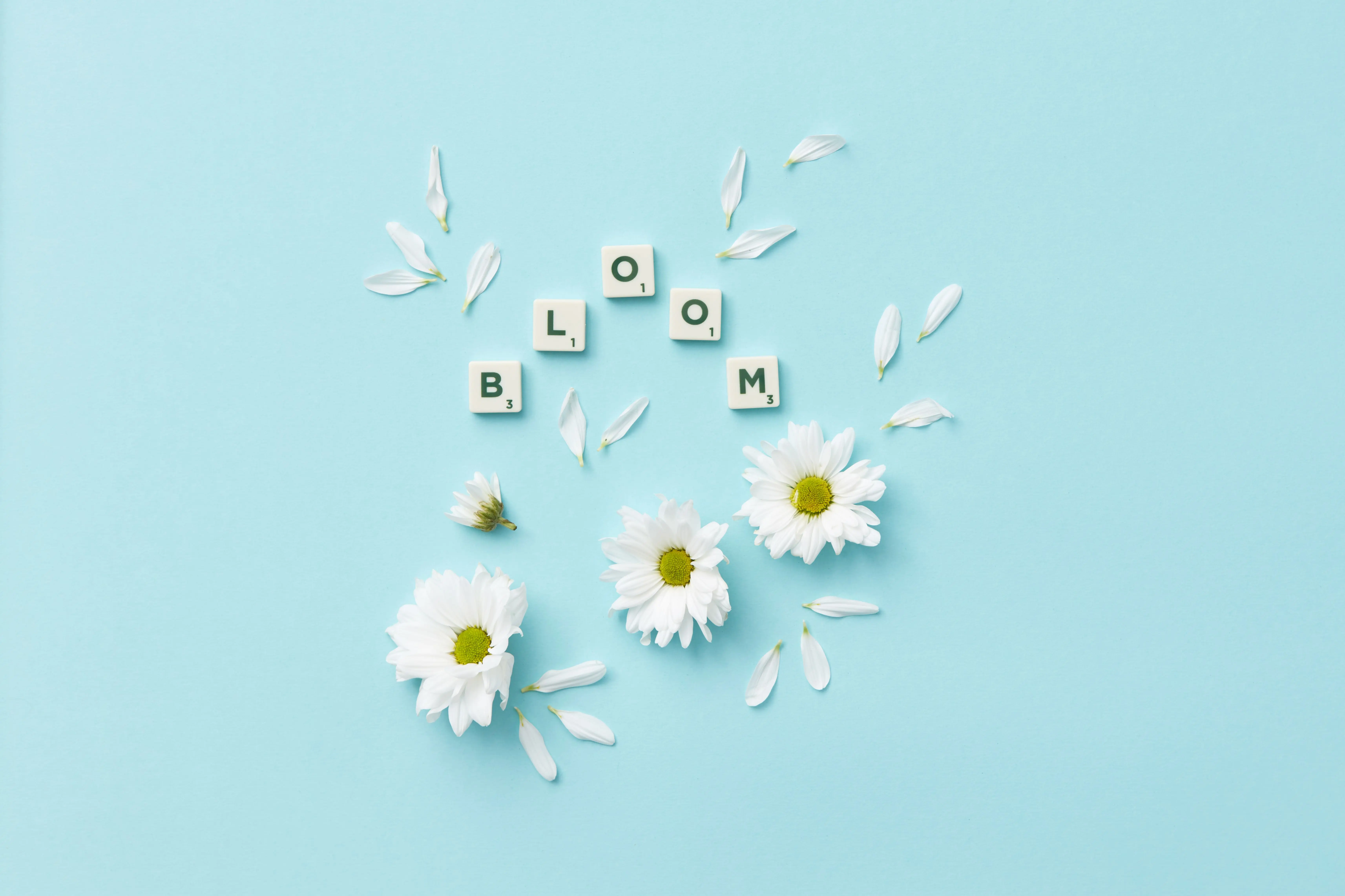 flowers beginning with a Creative arrangement of daisy flowers with Scrabble tiles spelling 'bloom' on a light blue background.