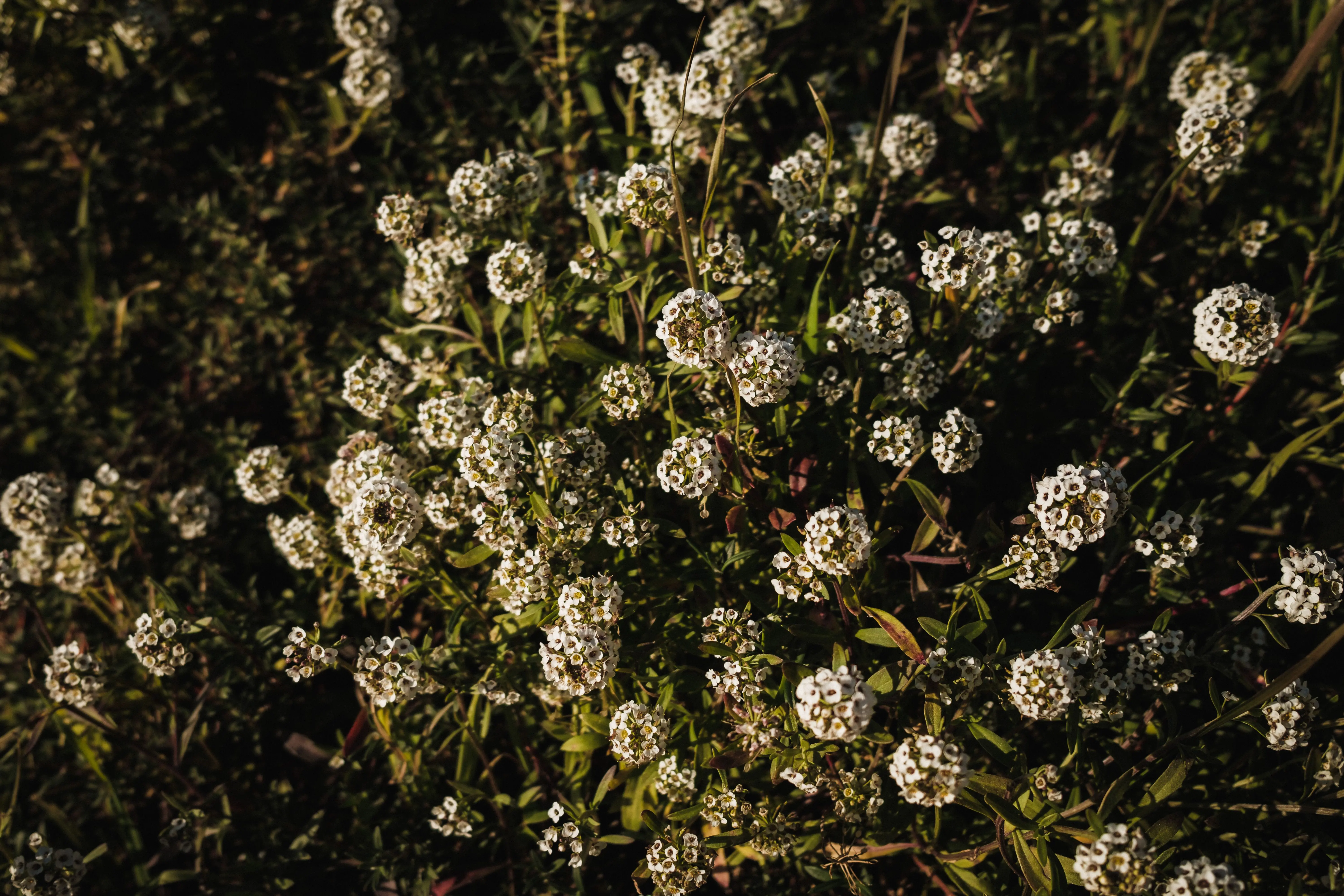 flowers beginning with a Clusters of fragrant white alyssum flowers blooming in a sunlit outdoor setting.