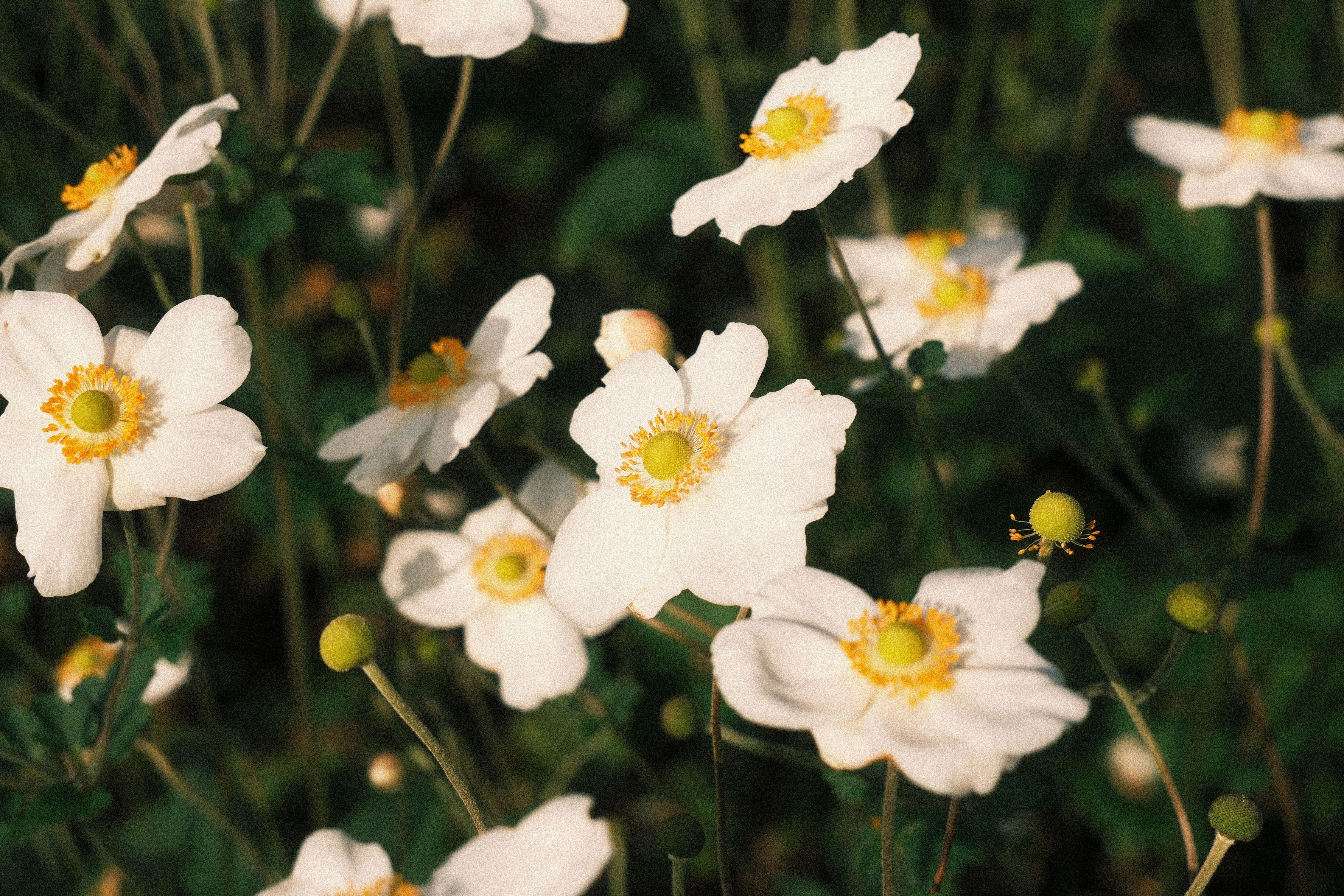 flowers beginning with a Lush white anemones blooming in a serene Belgian meadow during a sunny day.