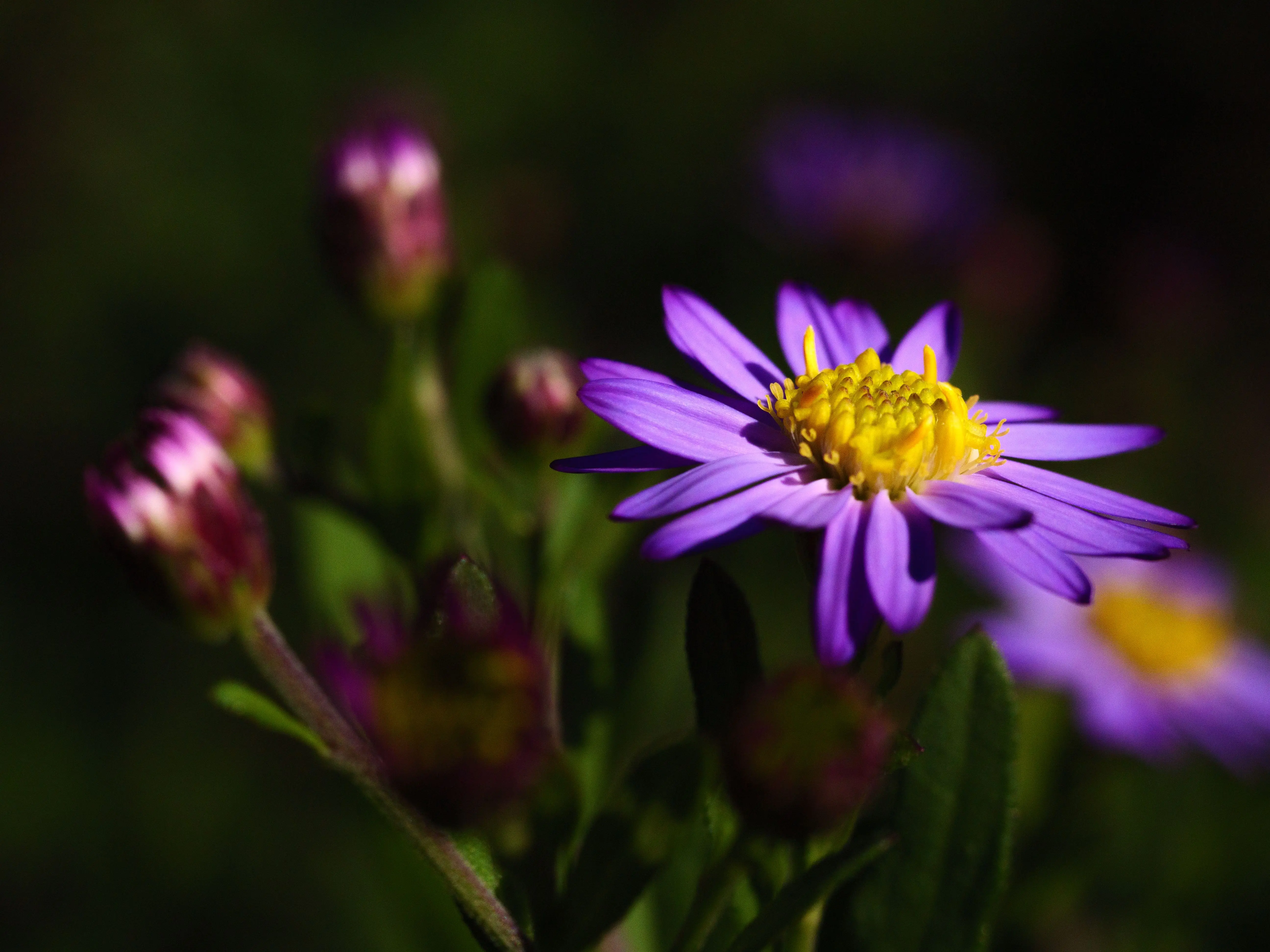 flowers beginning with a Close-up of a colorful purple aster flower in sunlight, showcasing delicate petals and a vivid yellow center.