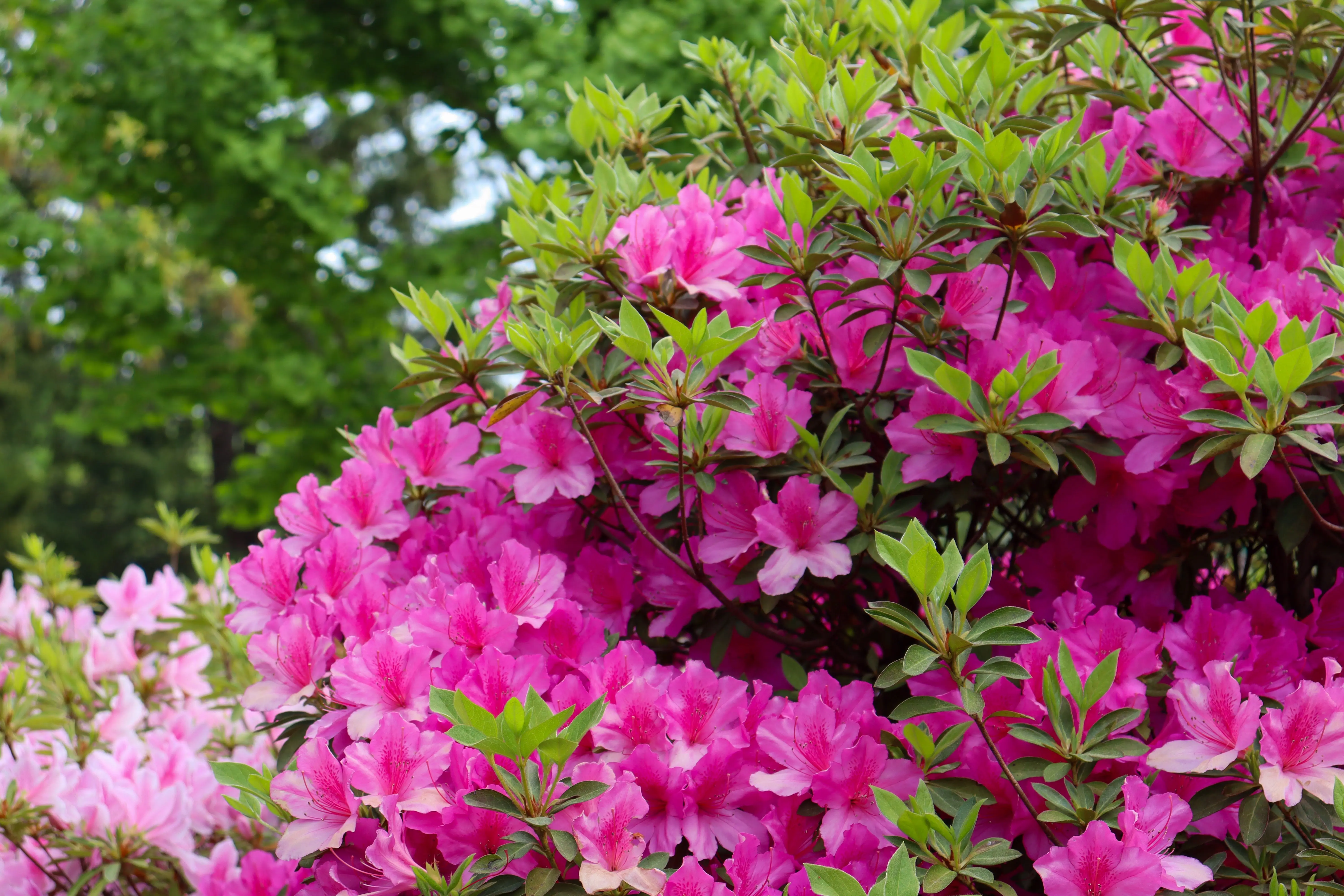 flowers beginning with a Bright pink azalea flowers against lush green leaves in outdoor garden setting.