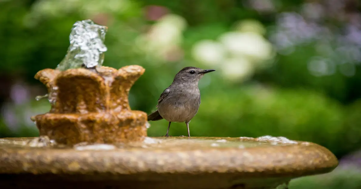 bird fountain