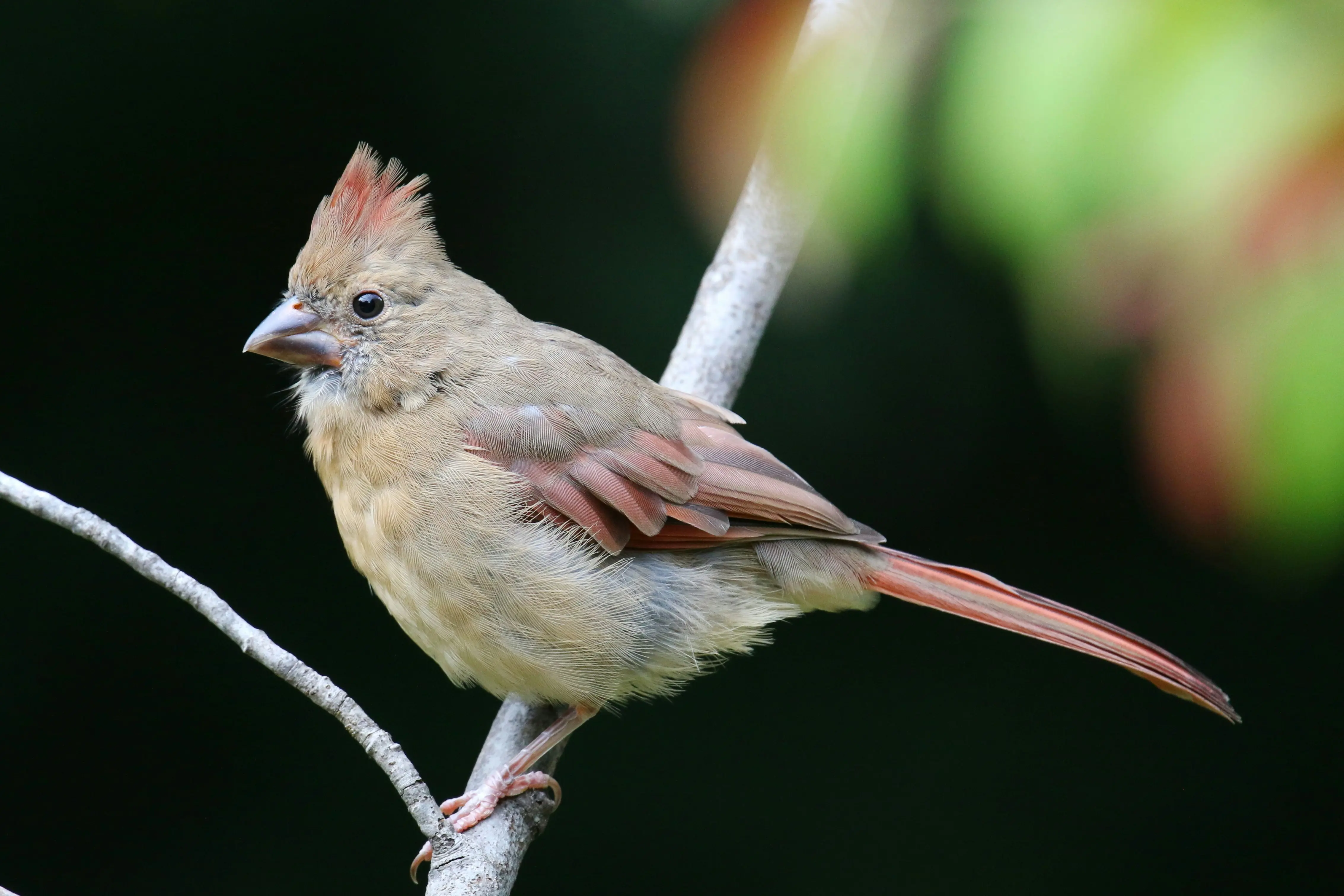 Juvenile Cardinal : 5 Amazing Facts for Birdwatchers !