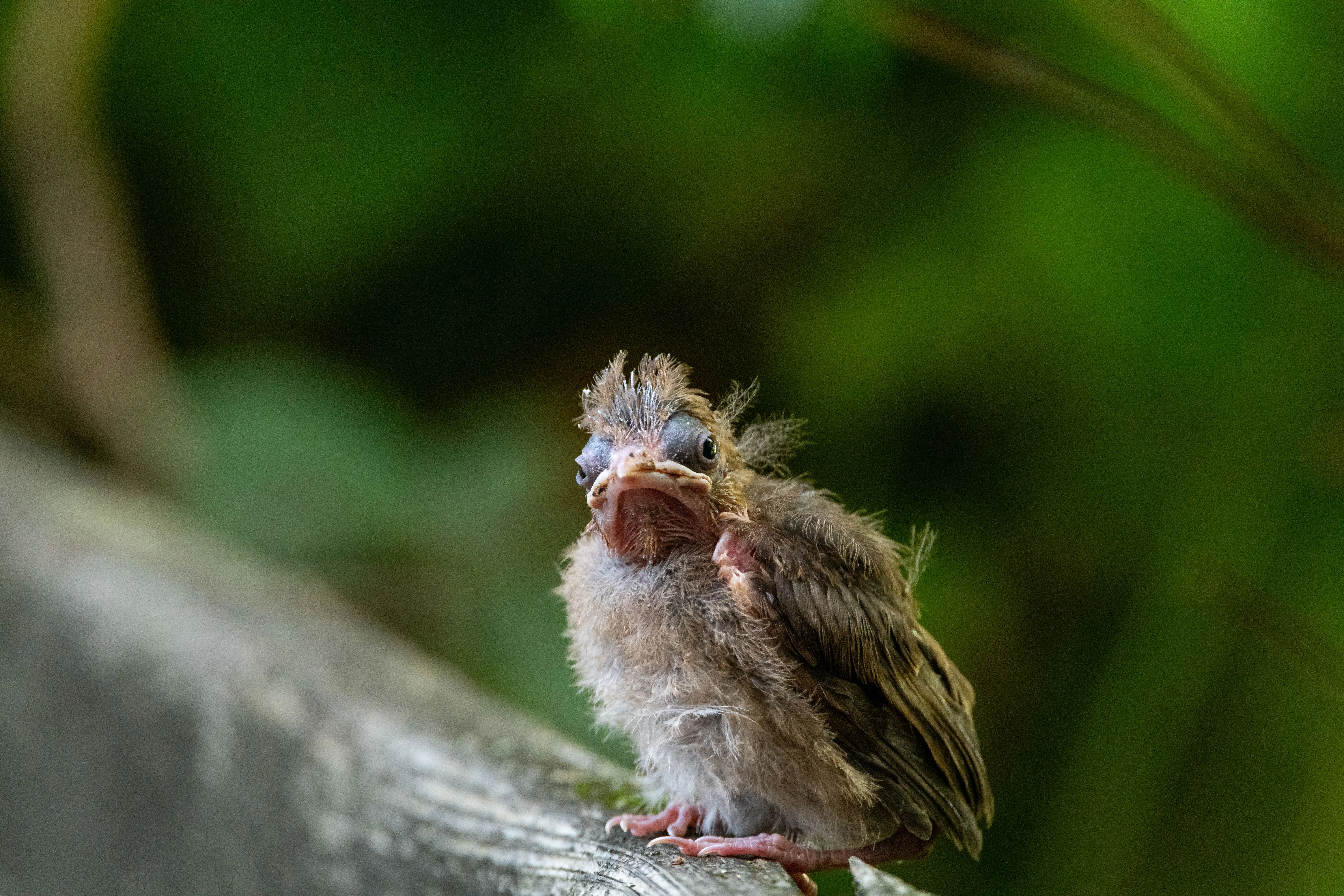 juvenile cardinal Adorable fluffy baby bird sitting on a branch with a blurred green background.