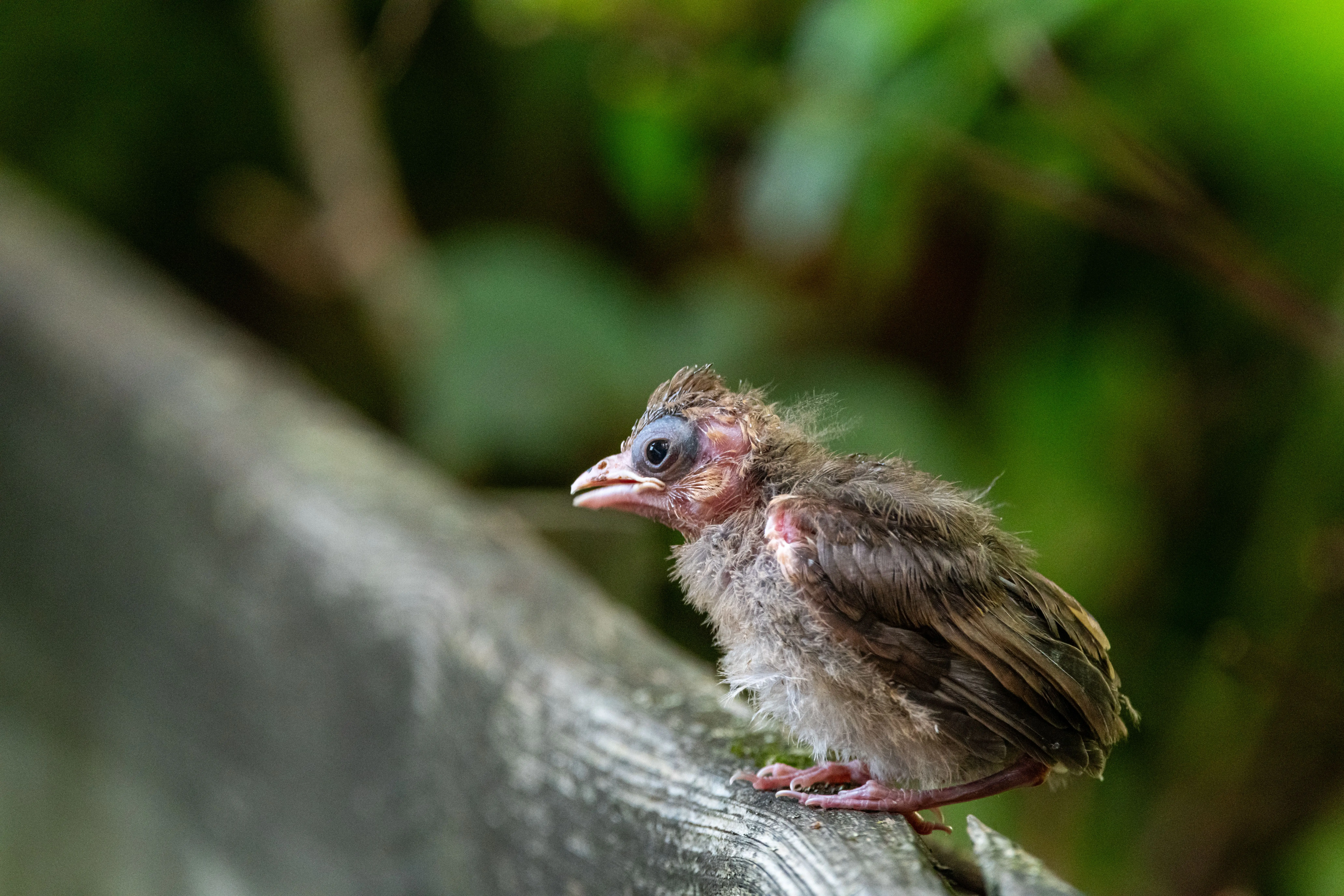 juvenile cardinal A detailed view of a baby bird sitting on a wooden ledge against a blurred natural background.
