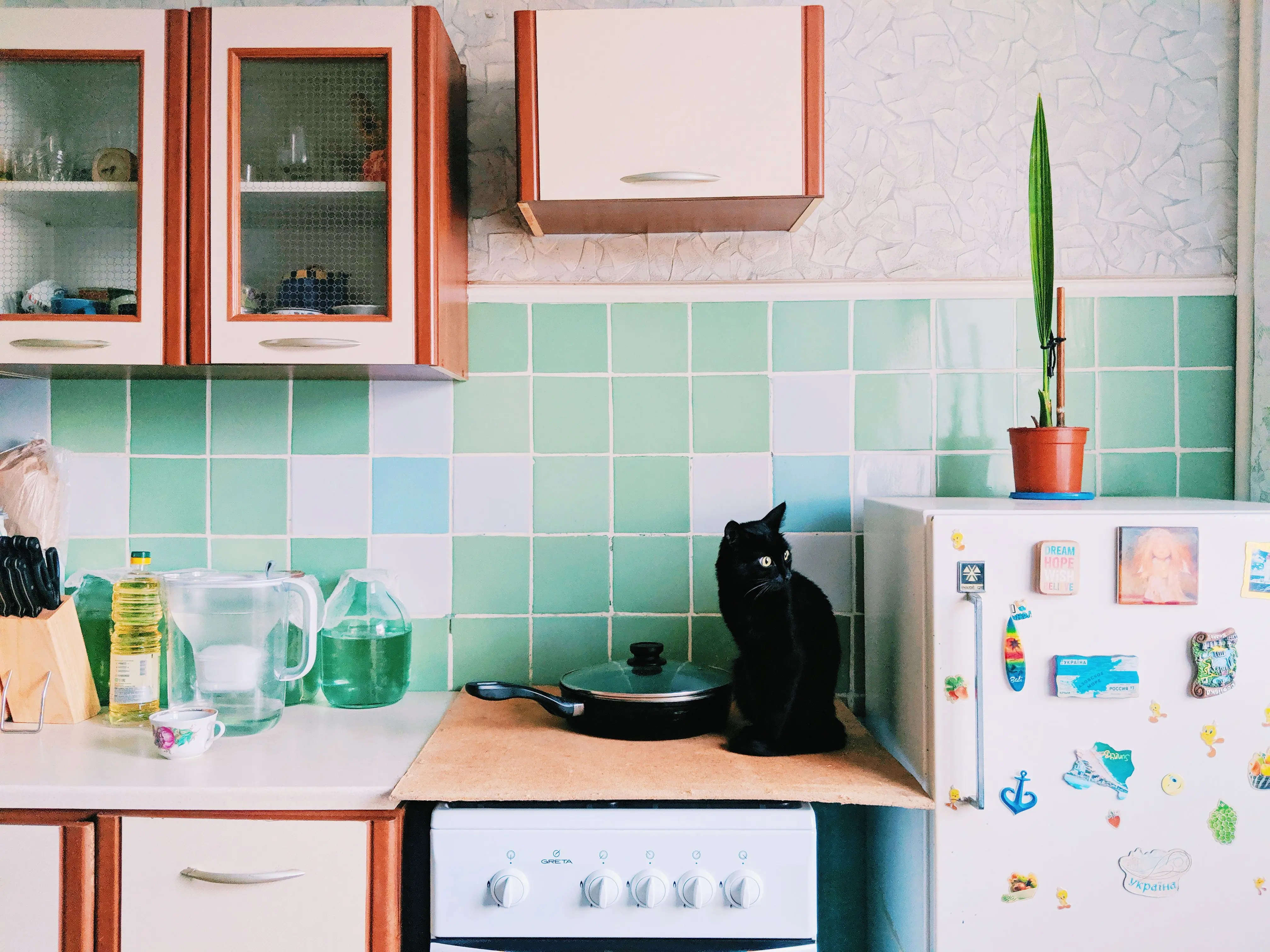 green tile backsplash Cute black cat sitting on electric cooker in kitchen with cupboards and utensils near refrigerator with magnets in light apartment