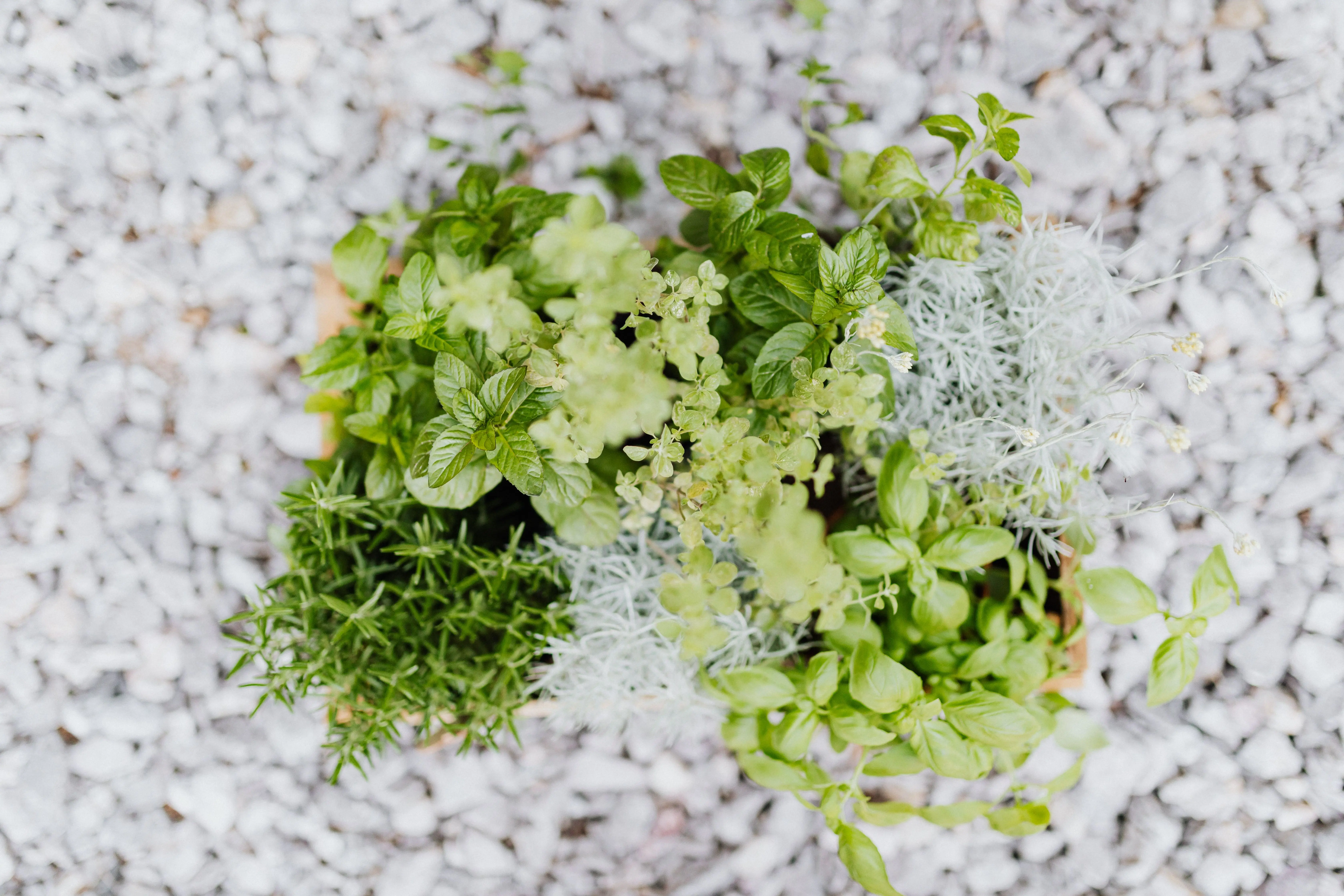 what scent do flies hate Top view of fresh herbs like basil and rosemary in a planter on a pebbled surface.