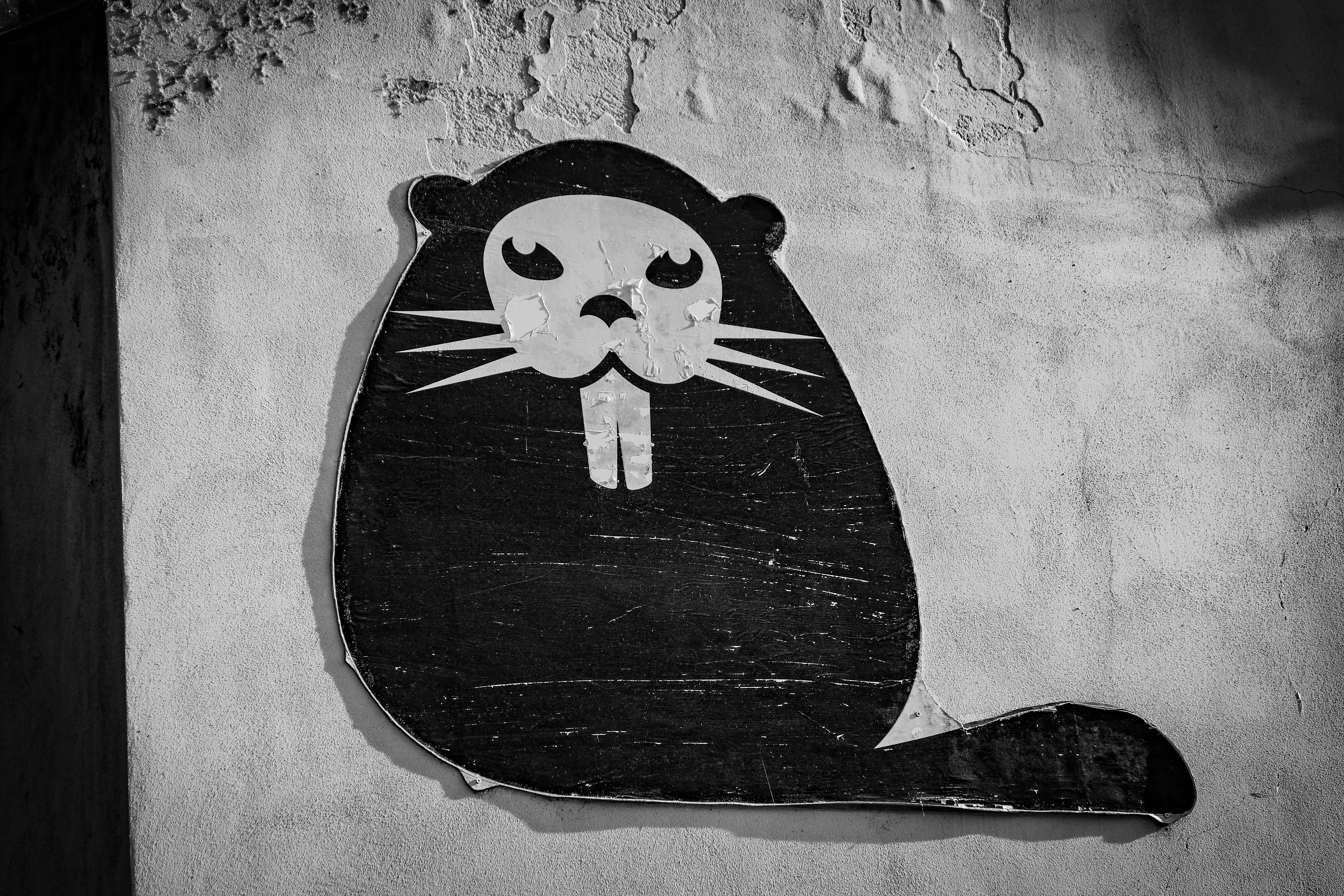 mouse in wall Black and white of decorative ornament of beaver placed on shabby peeling off stucco of wall