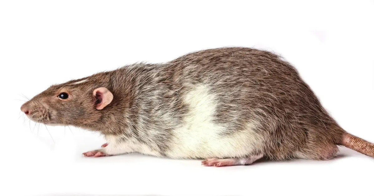 how to catch a rat