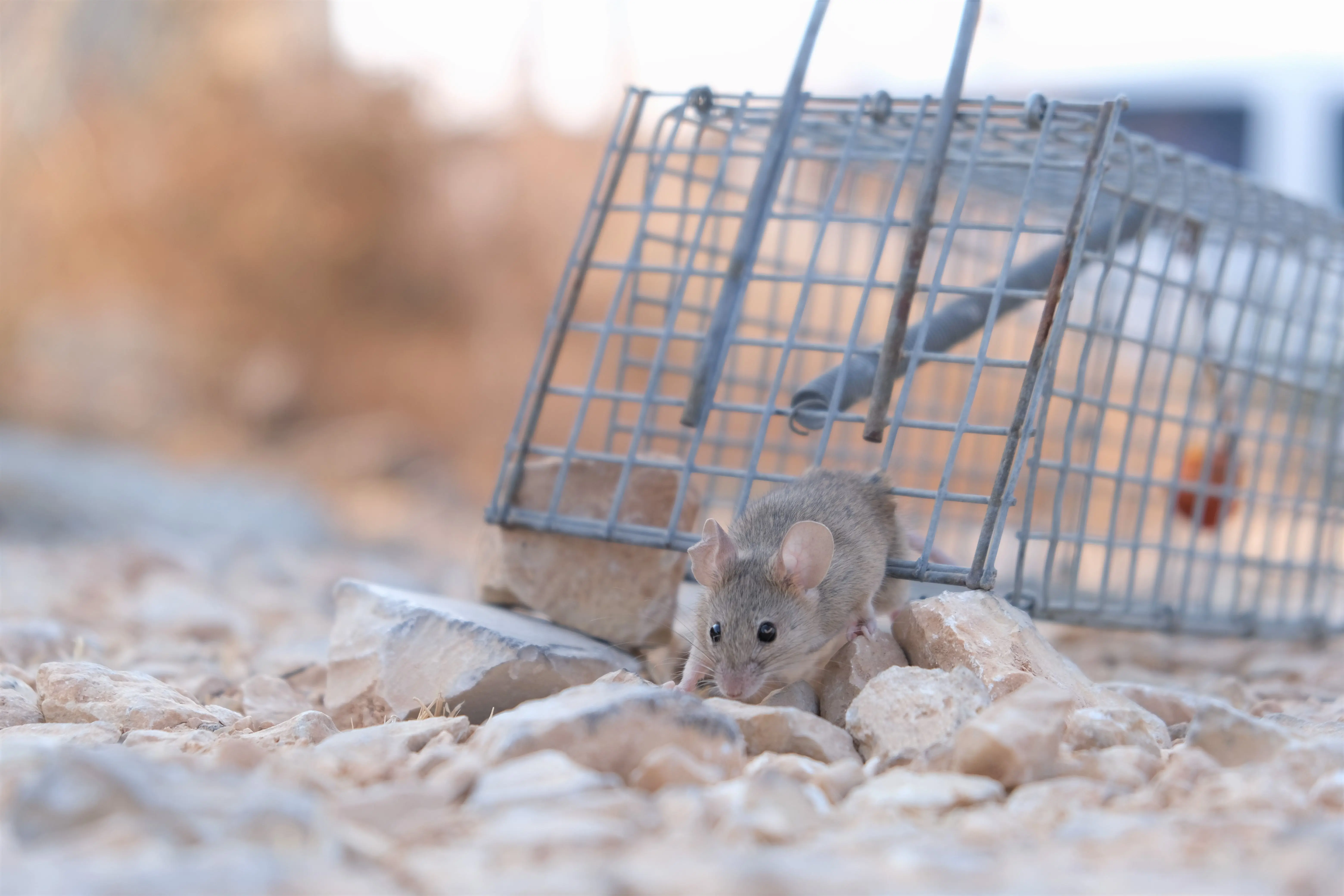mouse in wall A small mouse escaping a metal trap on a rocky surface, showcasing its agility and survival instinct.