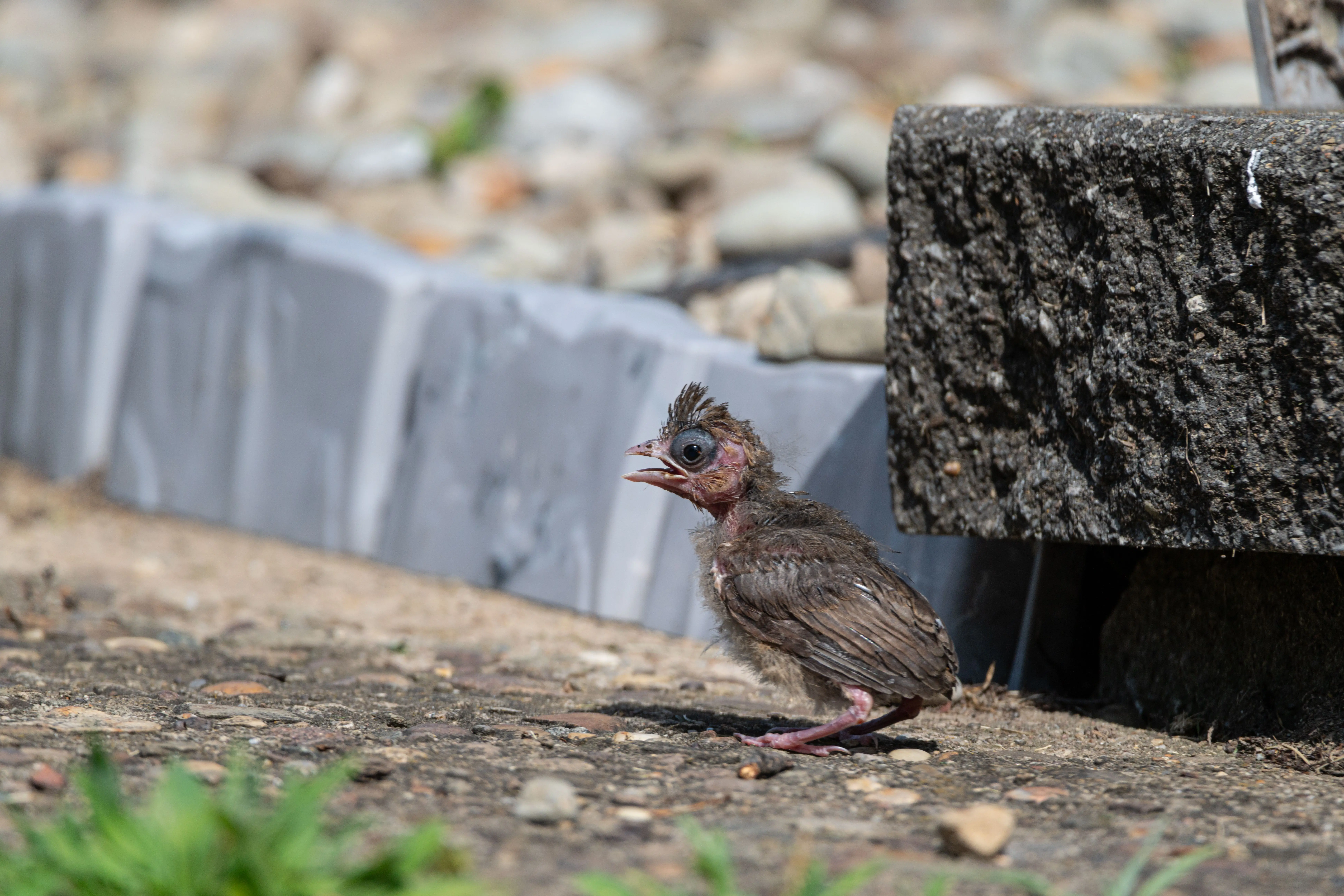 juvenile cardinal A young bird with feathers still growing, perched on rocky terrain outdoors.