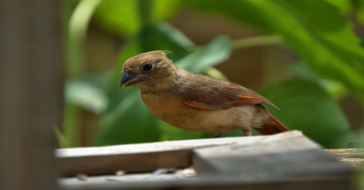 juvenile cardinal