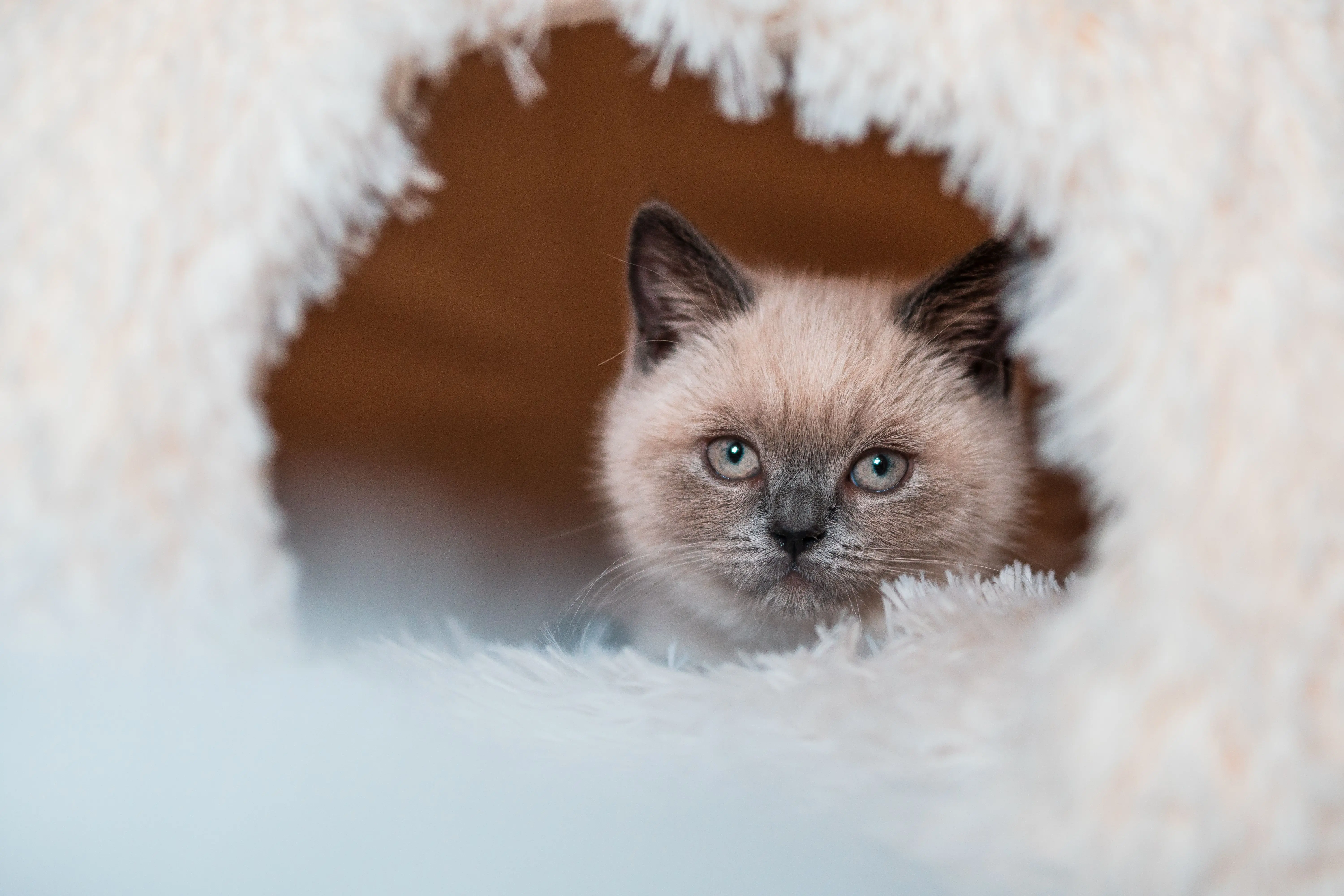 how to catch a rat Cute kitten with blue eyes peeking through a fluffy opening. Perfect for pet lovers.