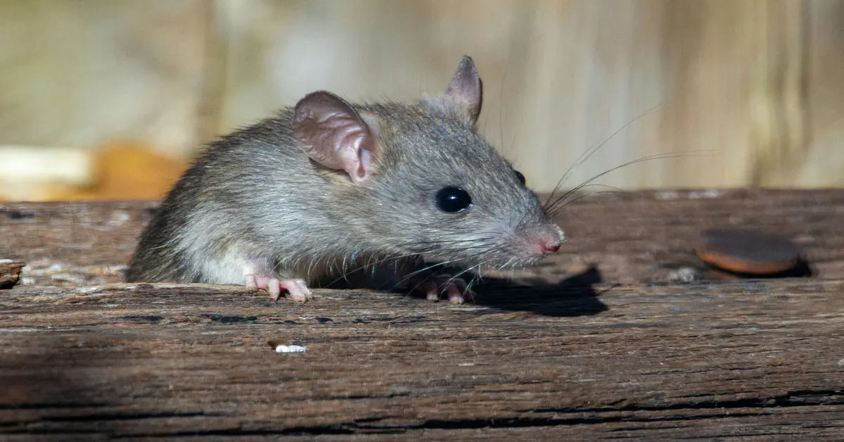 mouse in wall