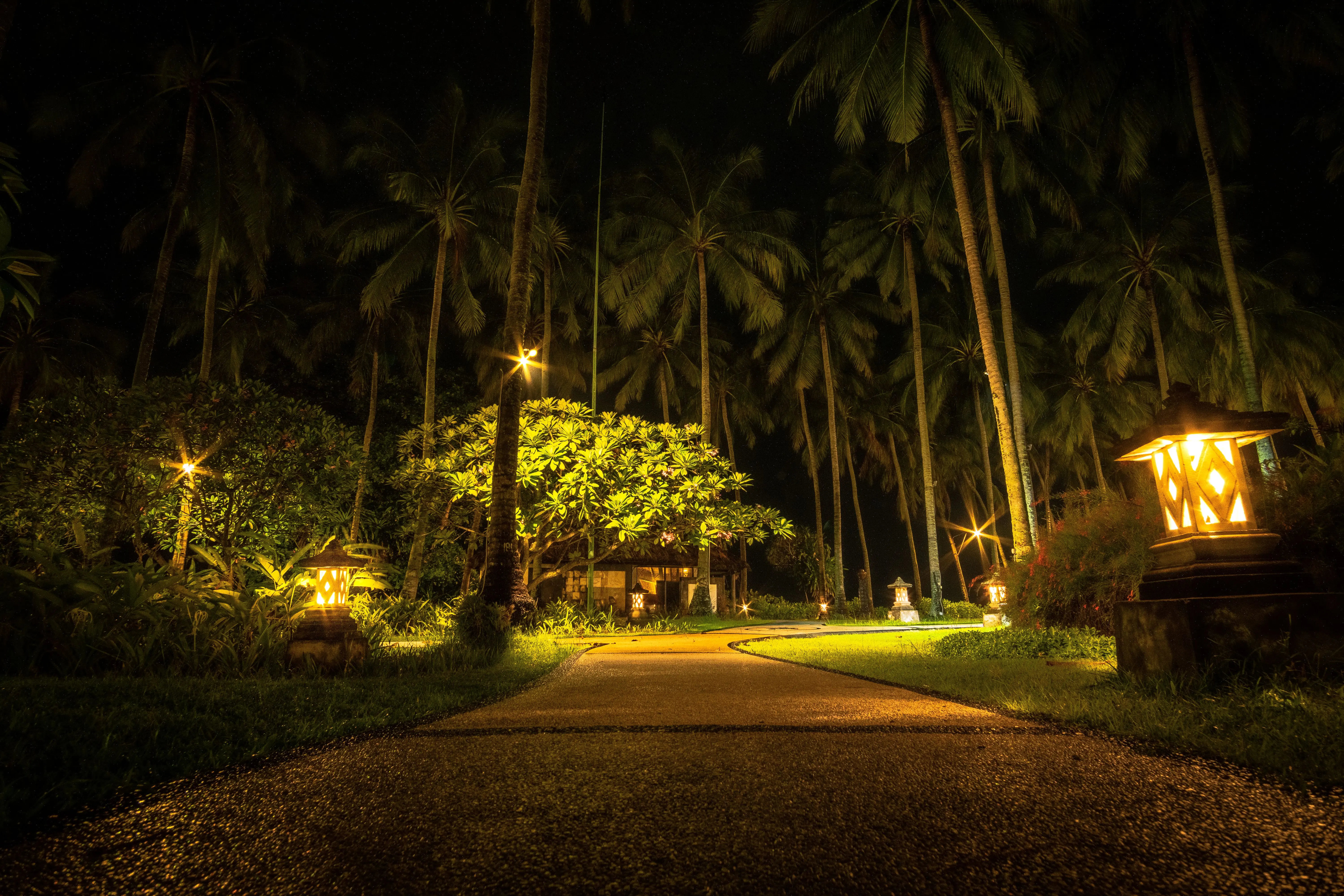 outdoor path lights A serene path through palm trees illuminated by warm lights, creating a magical night ambiance.