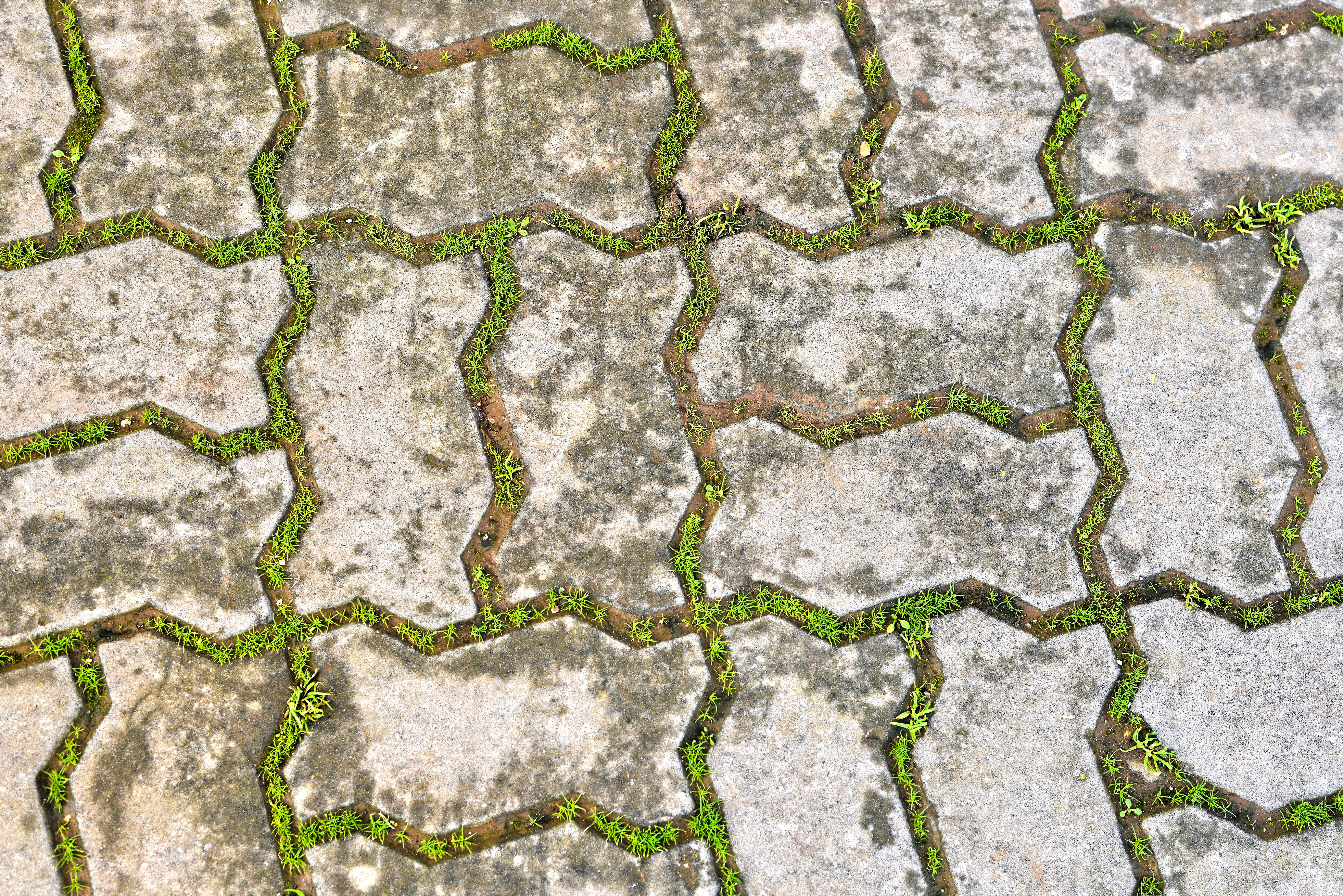 paver patterns Close-up view of interlocking concrete pavement blocks with grass growing between them, Fès, Morocco.