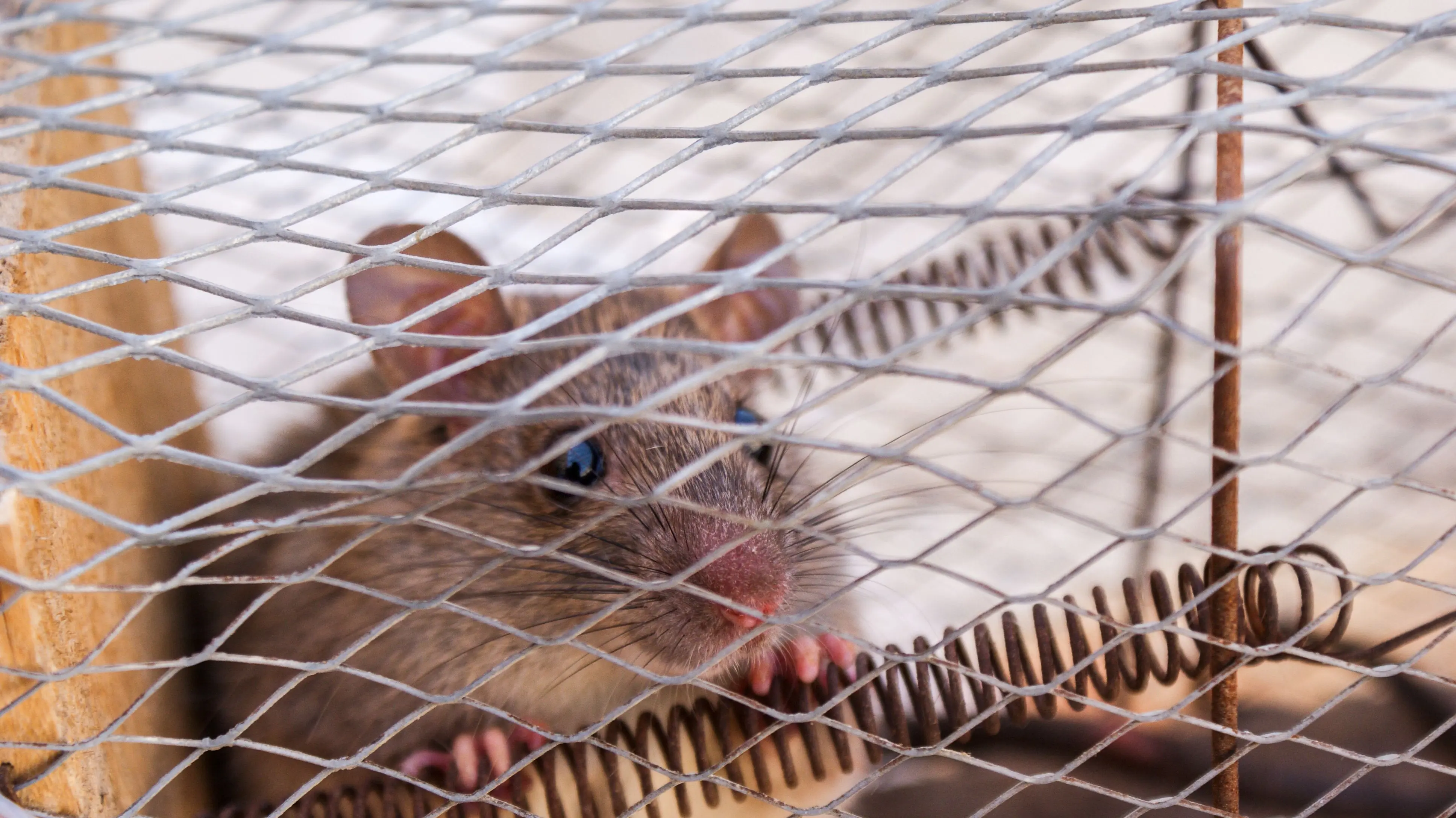 how to catch a rat A close-up shot of a rat peeking through a wire cage, capturing its curious expression.