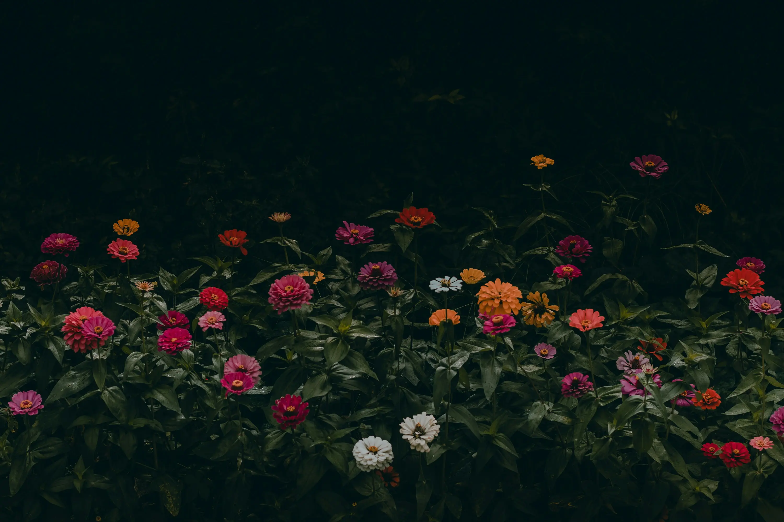 Flowers Beginning with A : 10 Amazing A-List Blooms