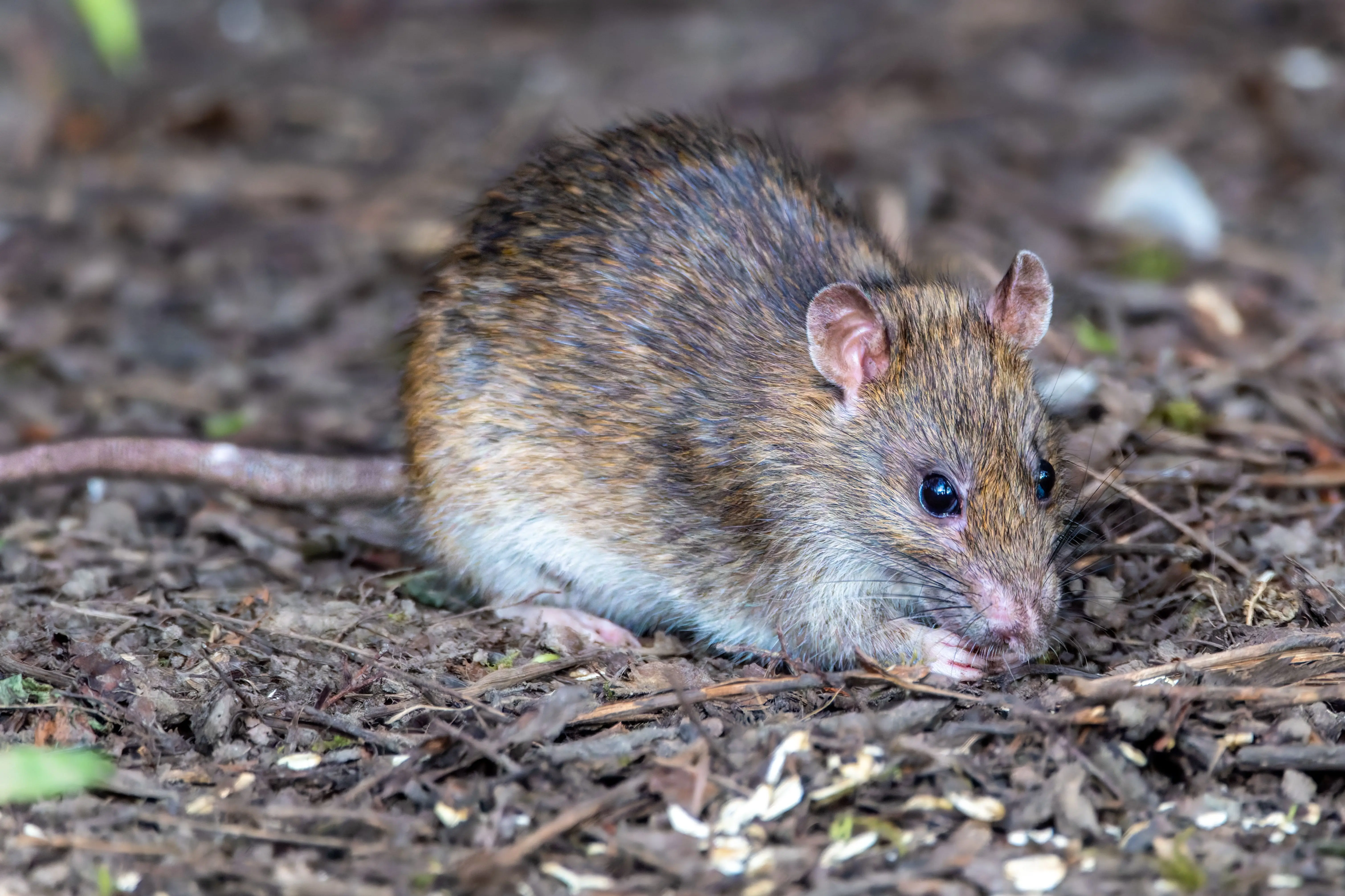 how to catch a rat Detailed close-up view of a brown rat foraging in a forest setting, showcasing its natural habitat.