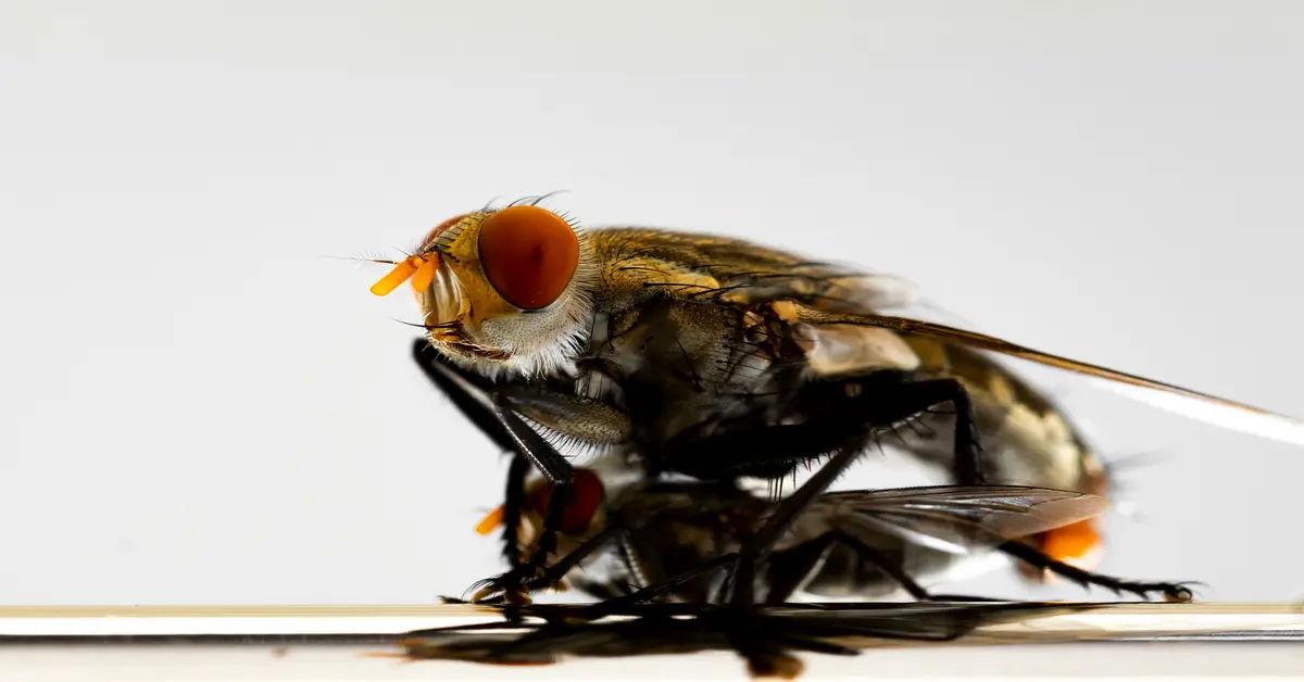 what scent do flies hate