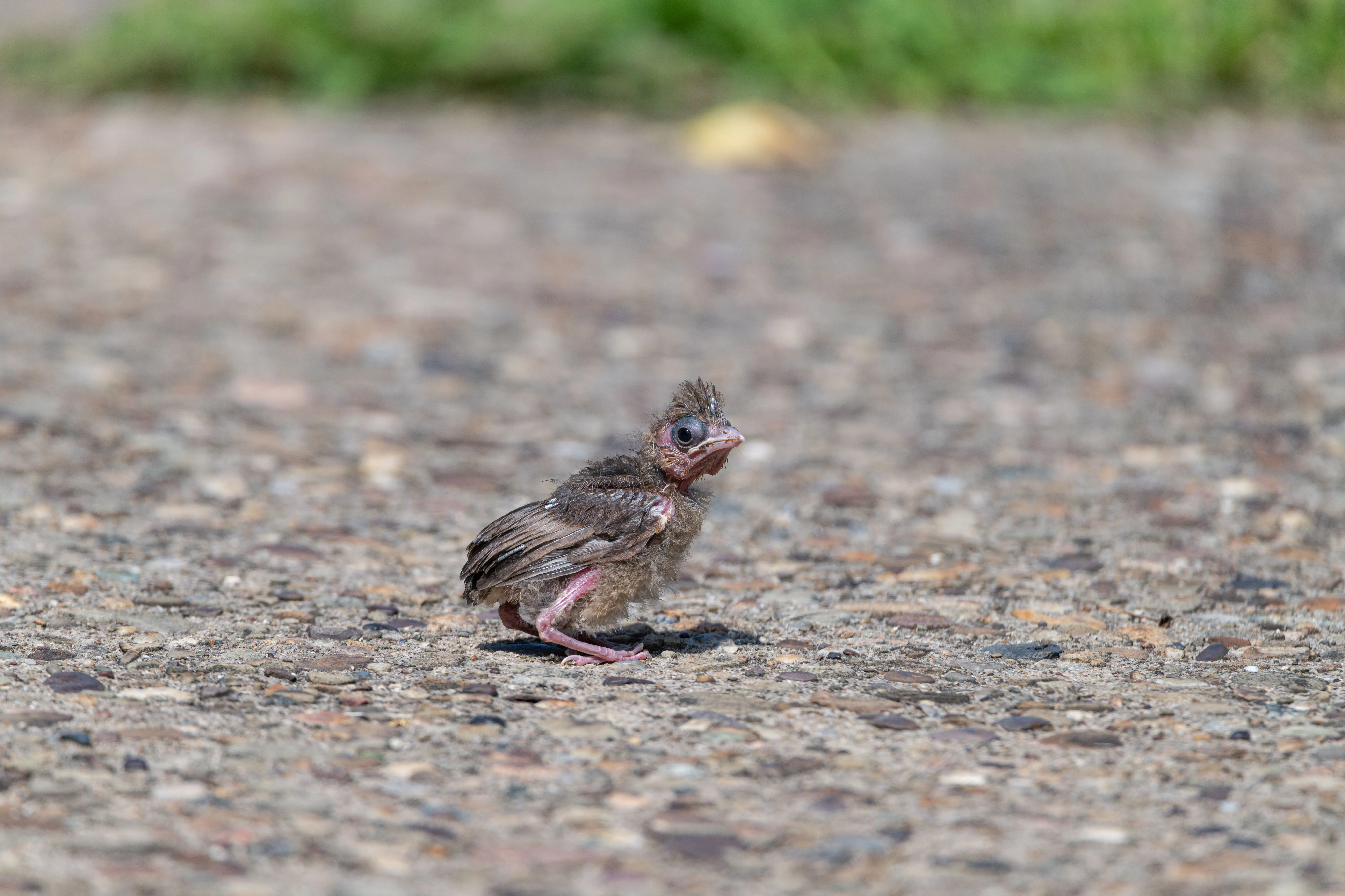 juvenile cardinal A small baby bird standing alone on the pavement in Canonsburg, Pennsylvania during summer.