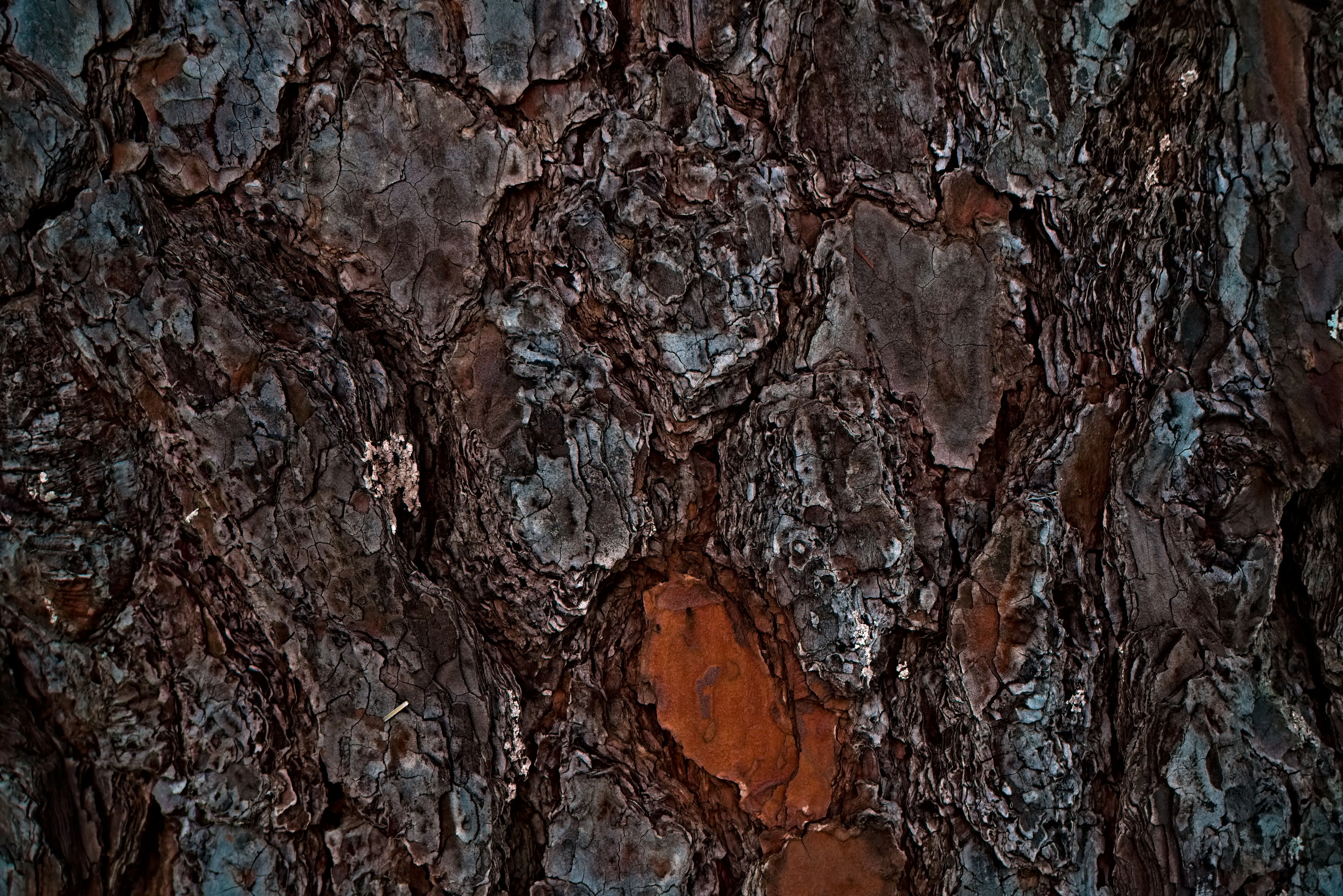 rustic wall art decor Close-up of tree bark showcasing intricate patterns and texture