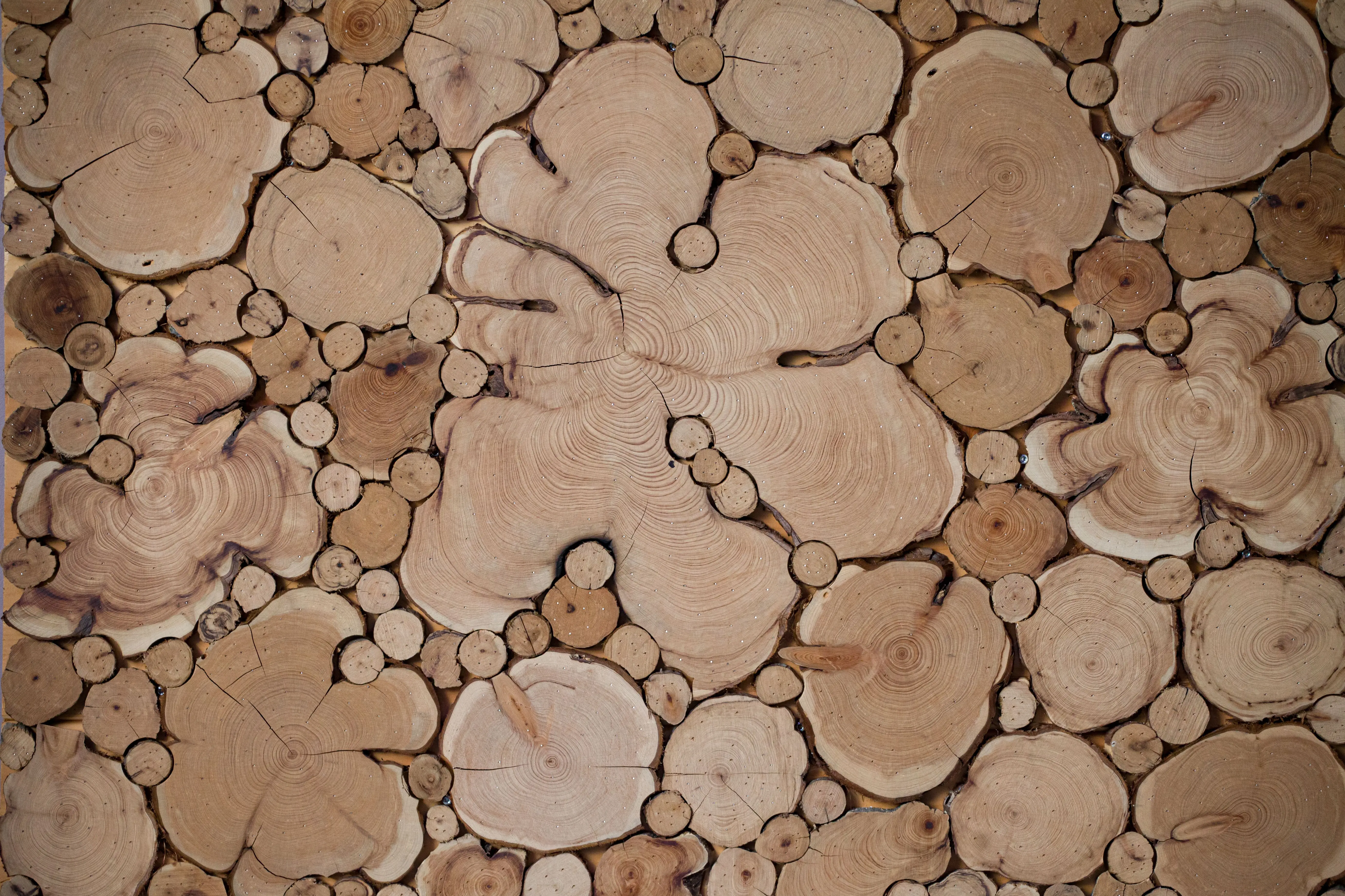 rustic wall art decor An artistic arrangement of cut wood logs displaying natural patterns and textures.