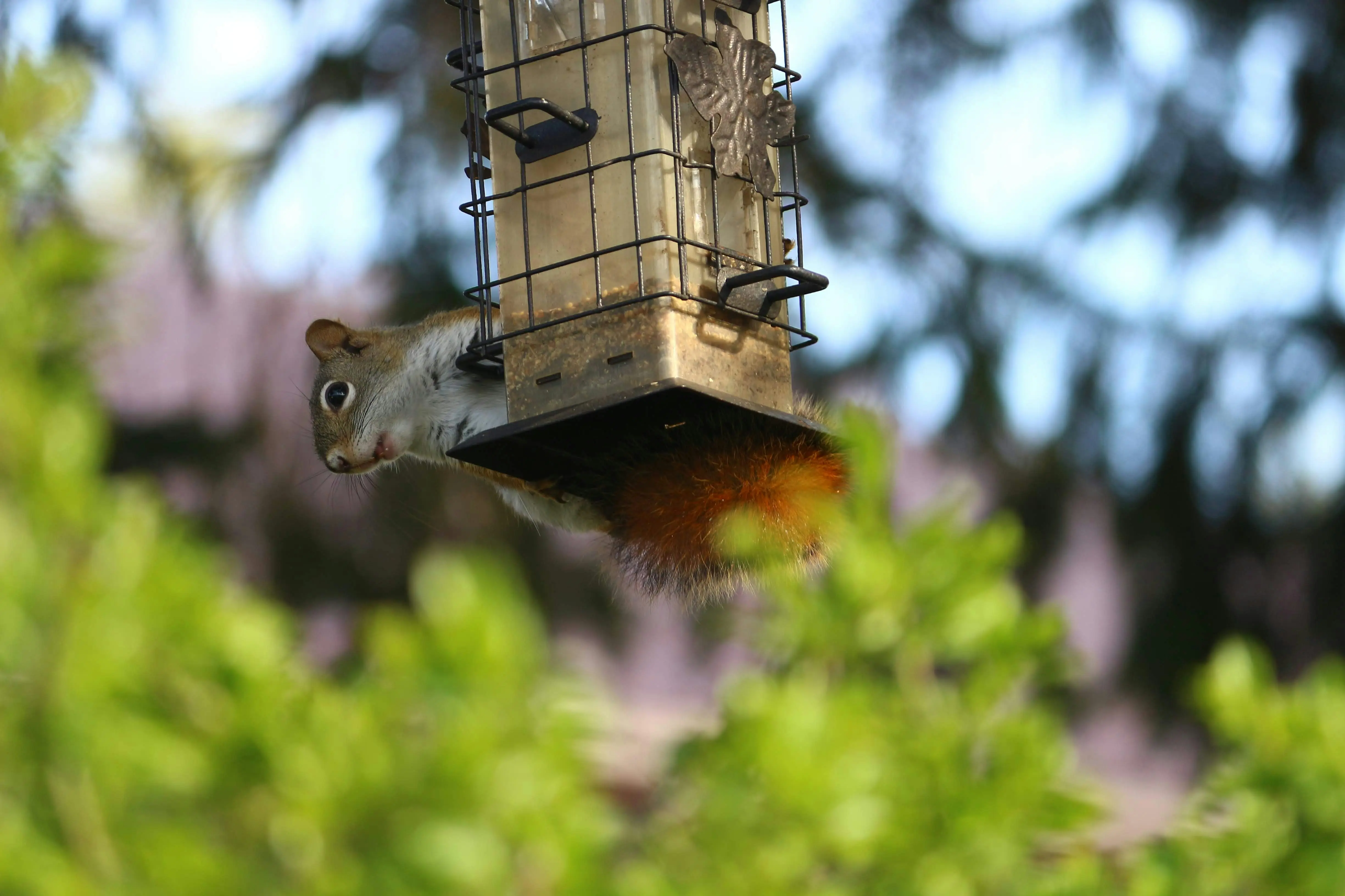 Squirrel Proof Suet Feeder : 5 Amazing Solutions