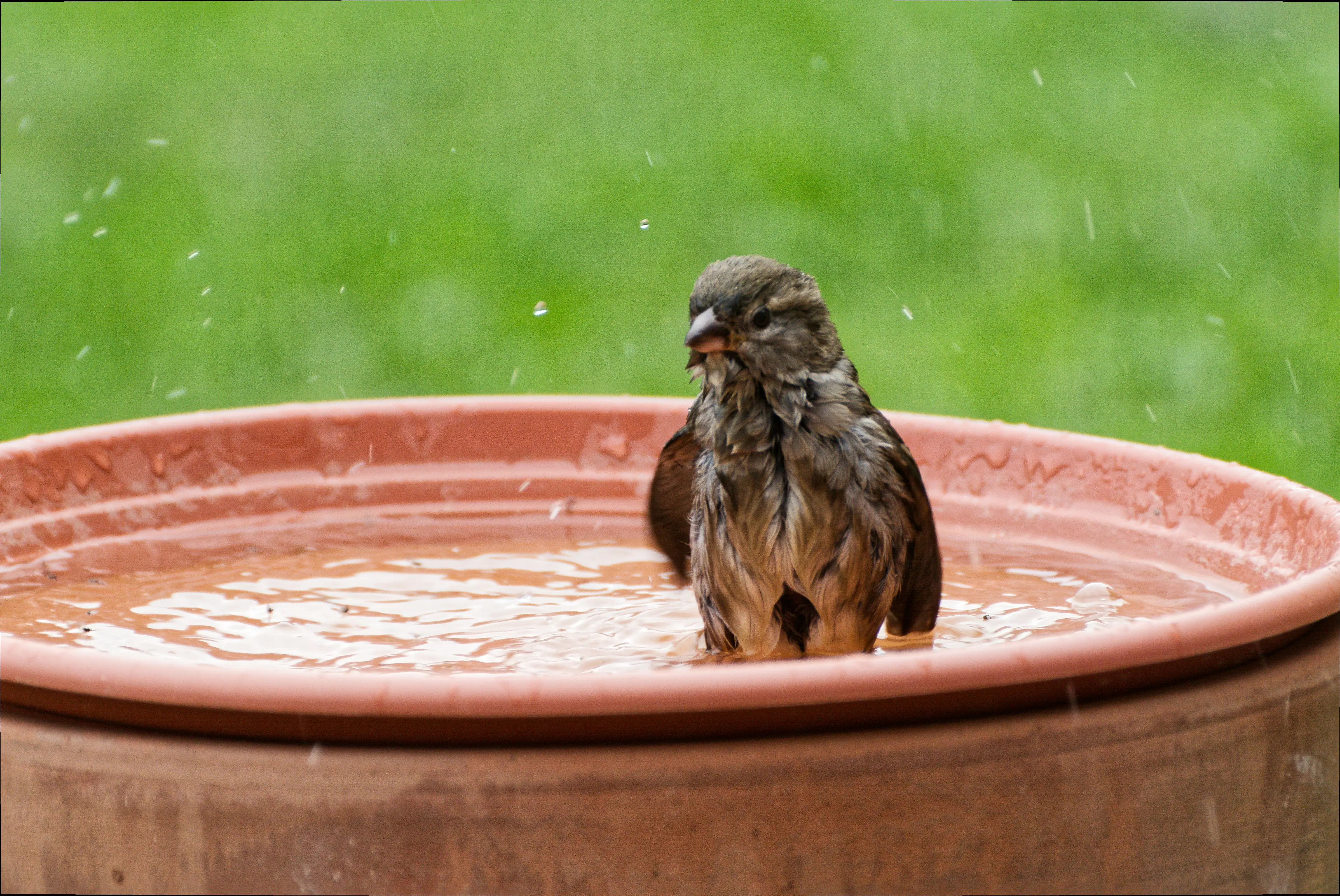 Modern Bird Bath : 5 Chic Designs for Your Garden