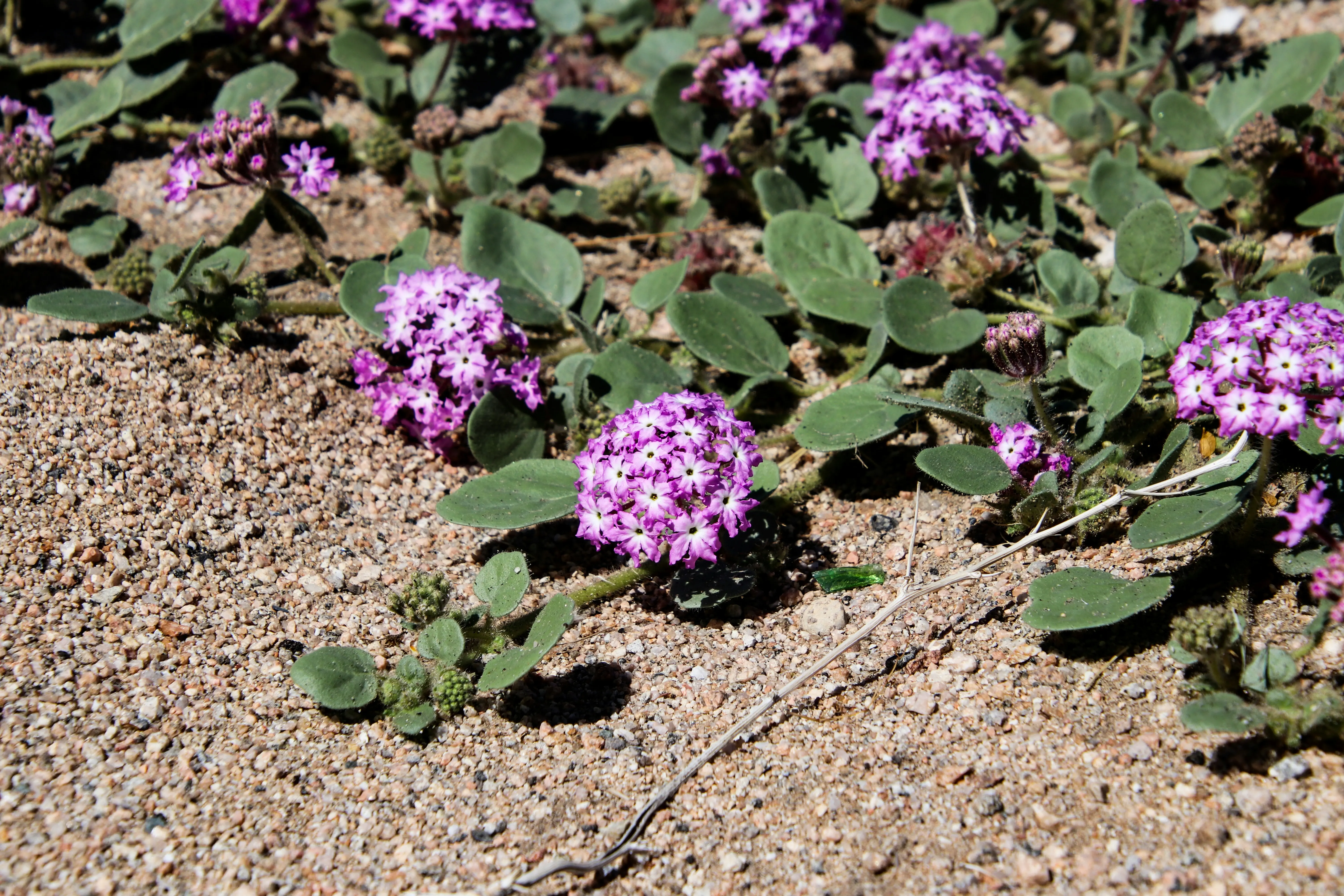 Plants Resistant to Drought : 7 Essential Picks