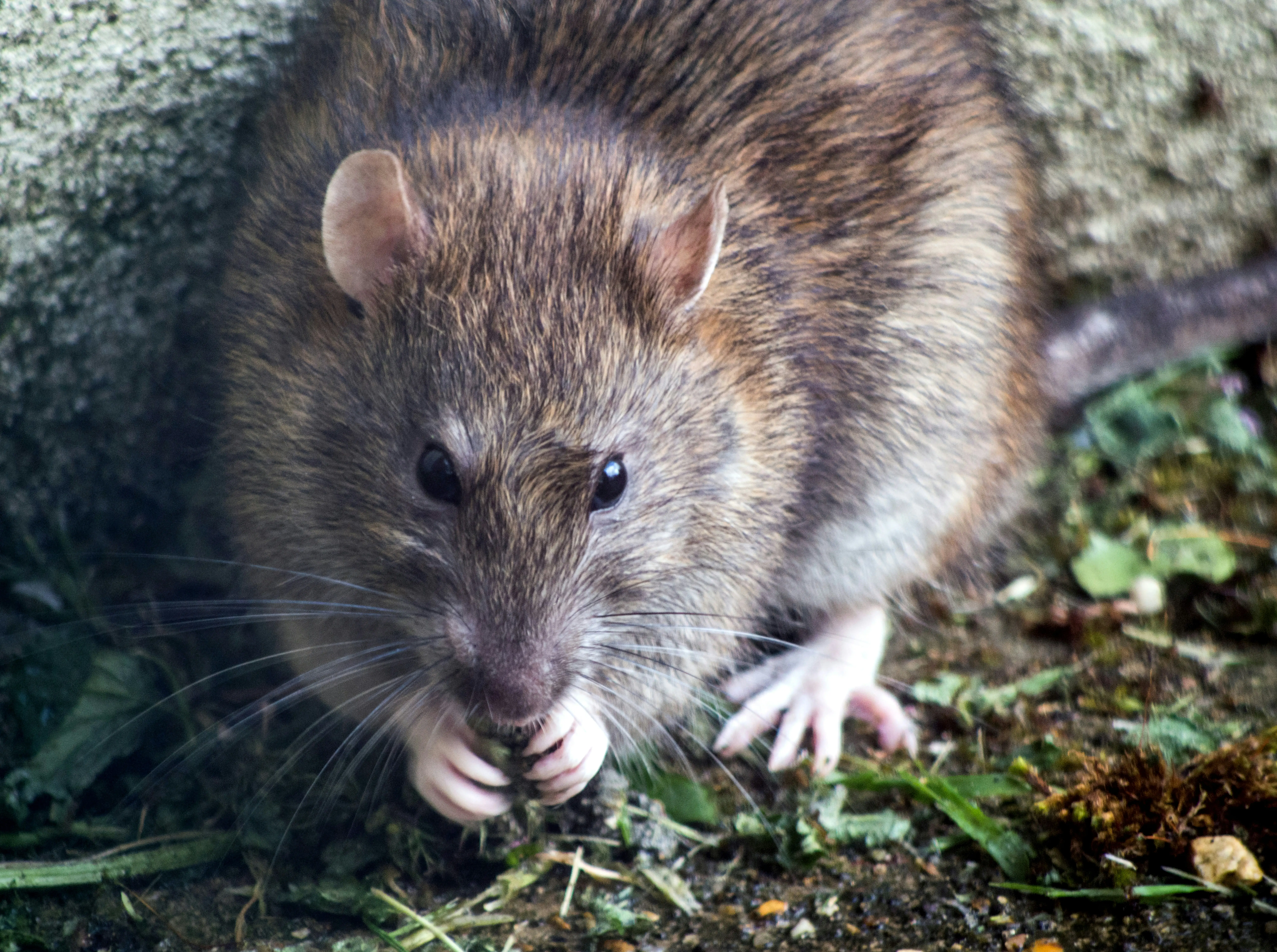 Just One Bite Rat Poison : 7 Fatal Mistakes to Avoid