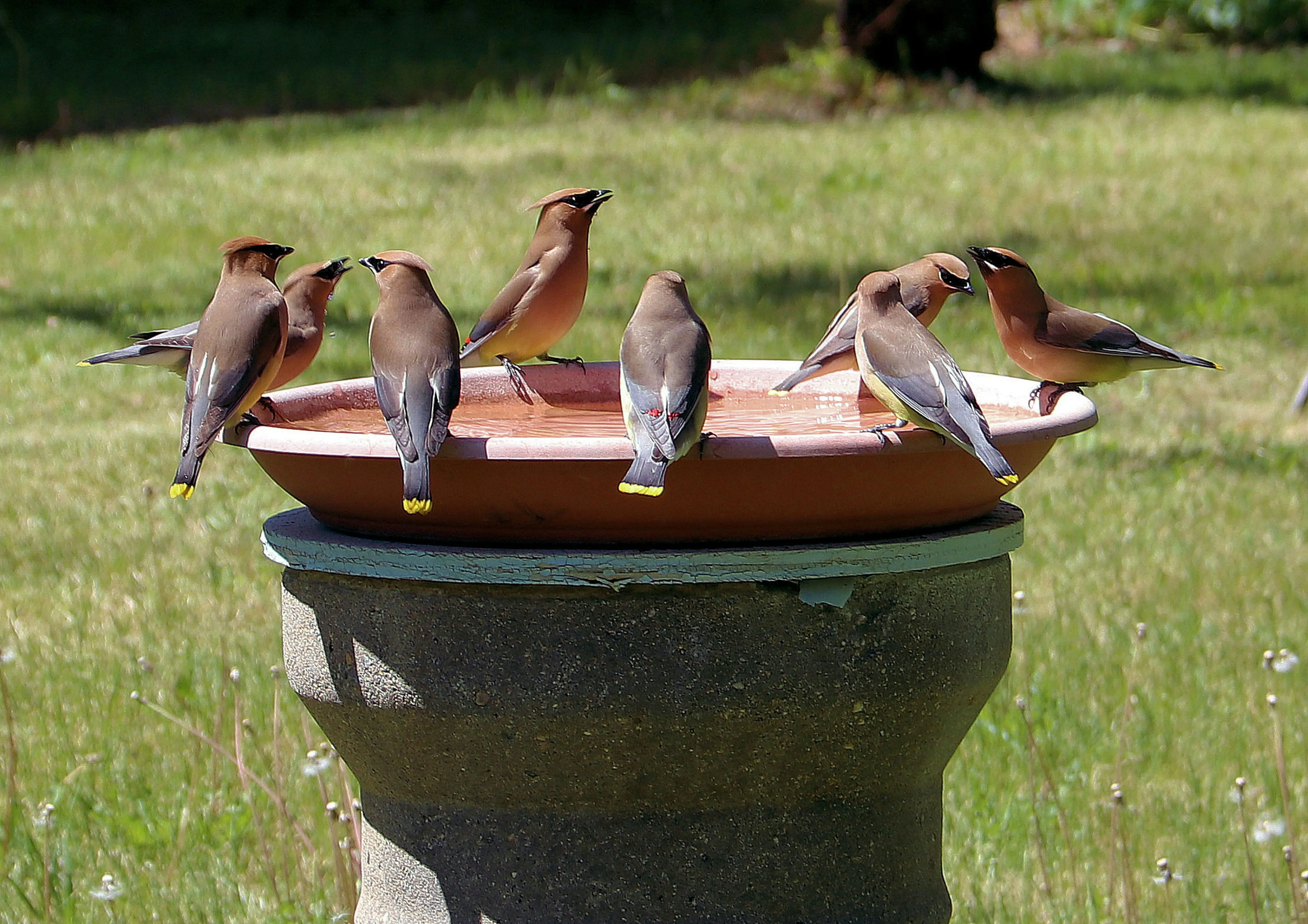 Solar Powered Bird Bath : 5 Reasons Why It's Amazing !