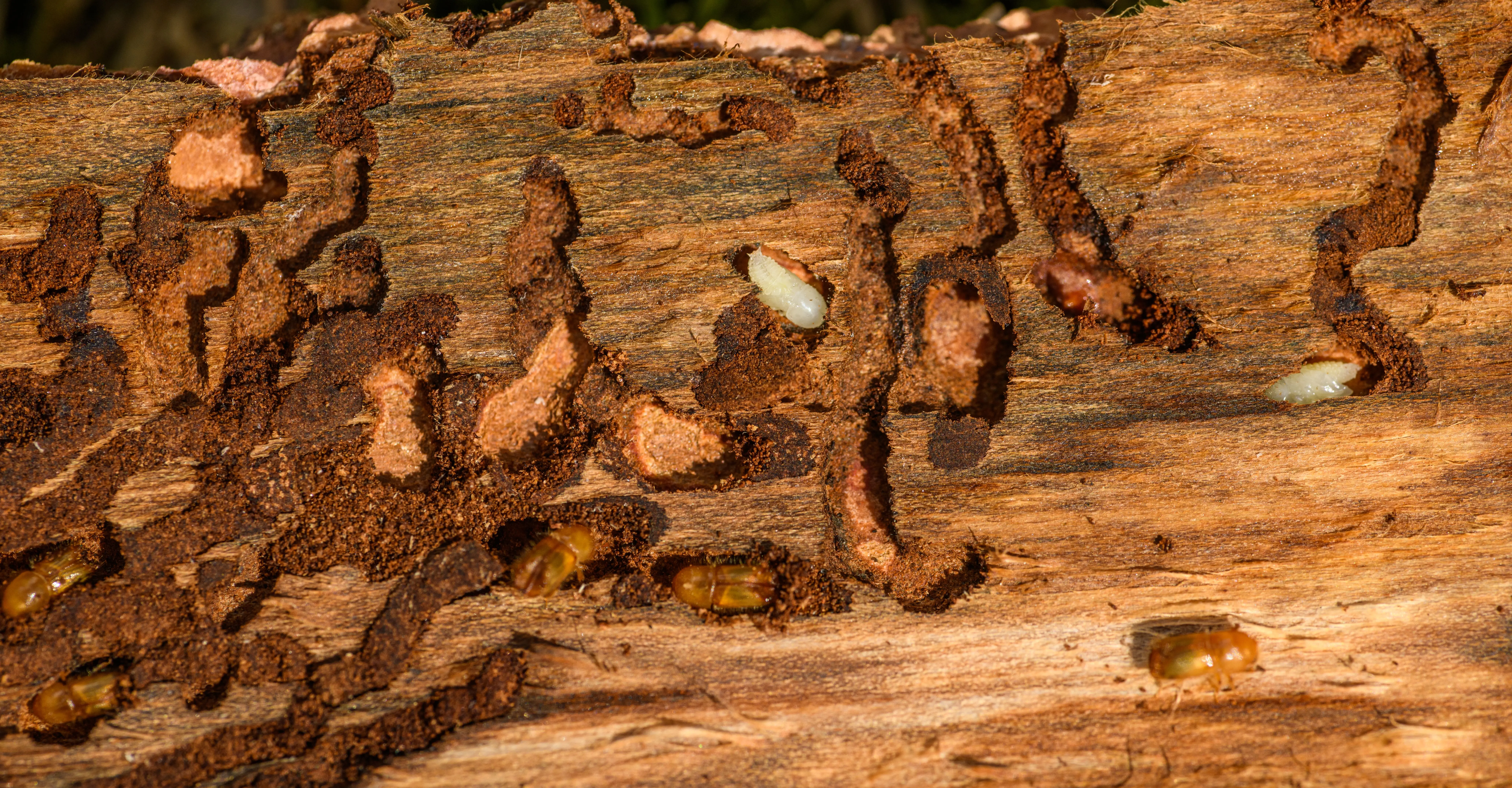 tiny beetles in house Detailed close-up of tree bark showing woodworm infestation and damage.