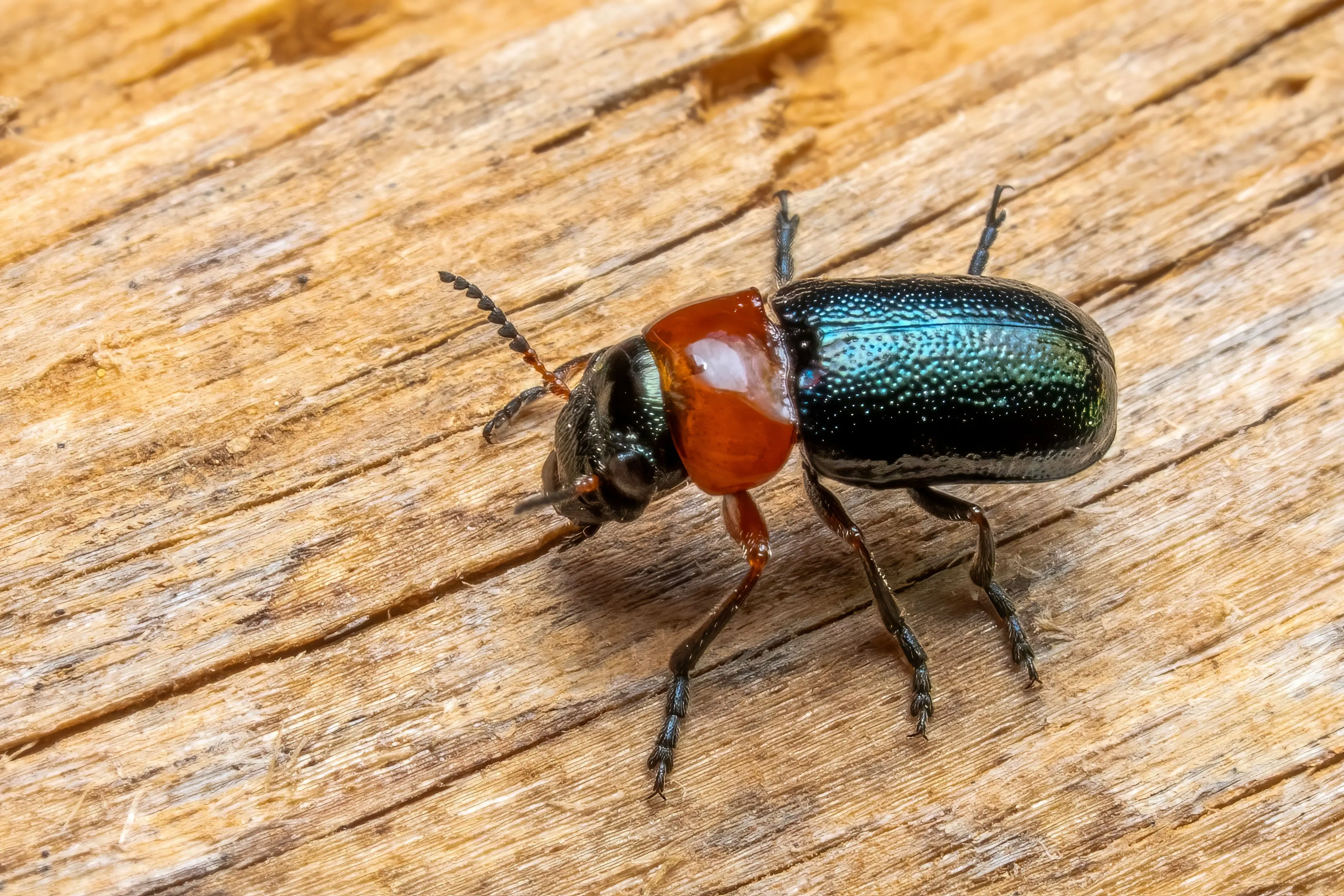 tiny beetles in house Close-up of a vivid-colored beetle on a wooden surface, showcasing its intricate details.