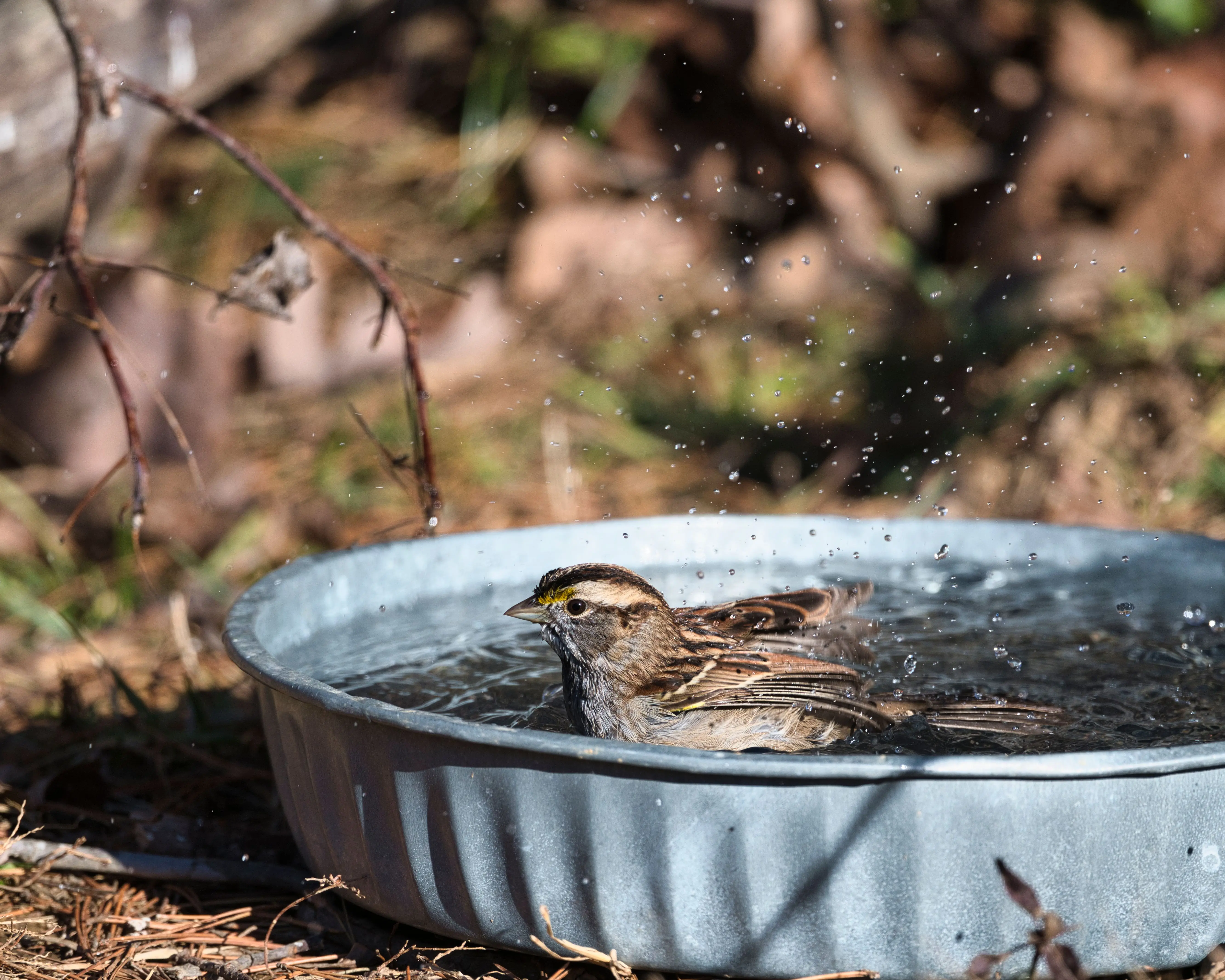 modern bird bath A playful sparrow splashing in a garden water dish, capturing wildlife moments.