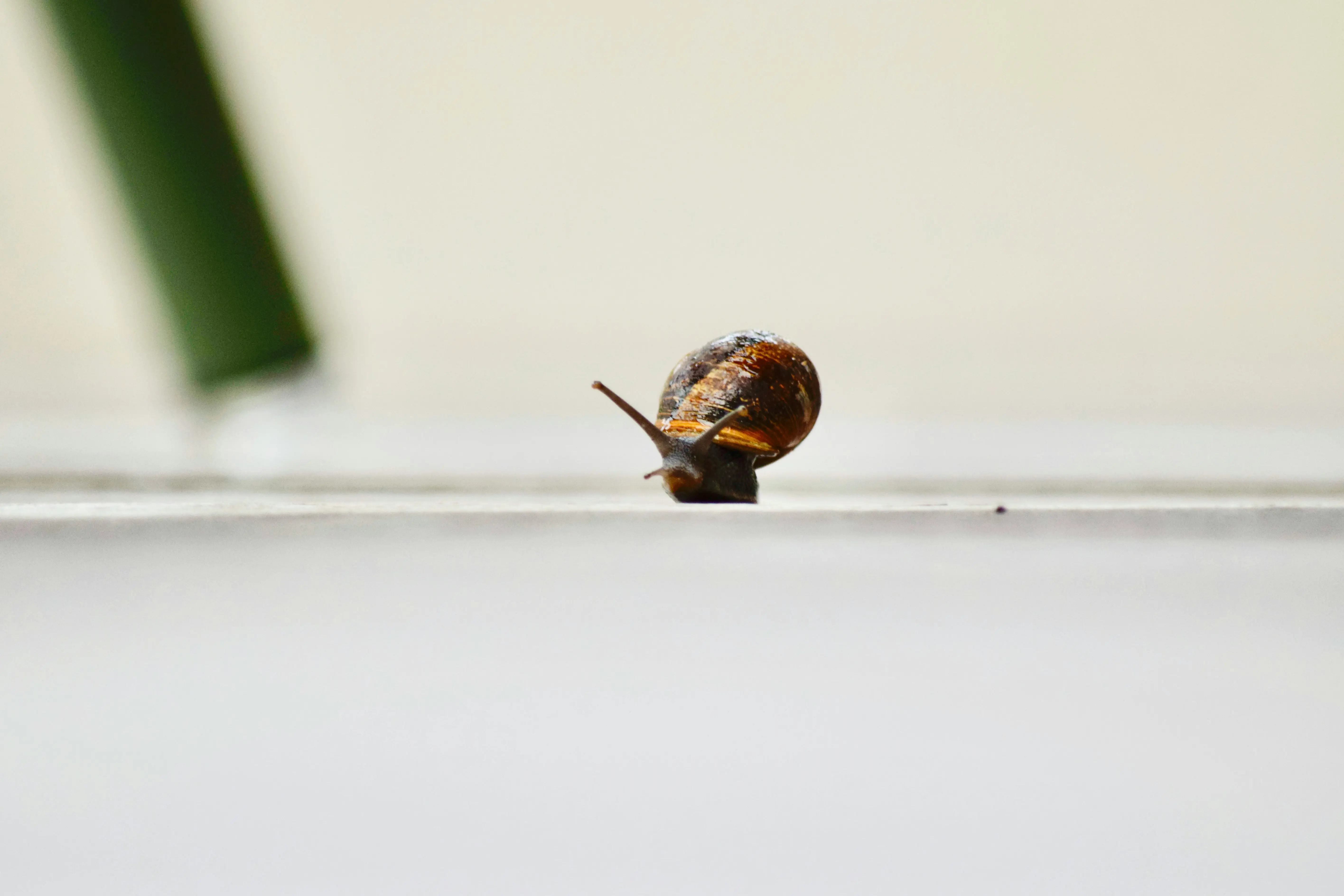 Tiny Beetles in House : 7 Ways to Banish Pests